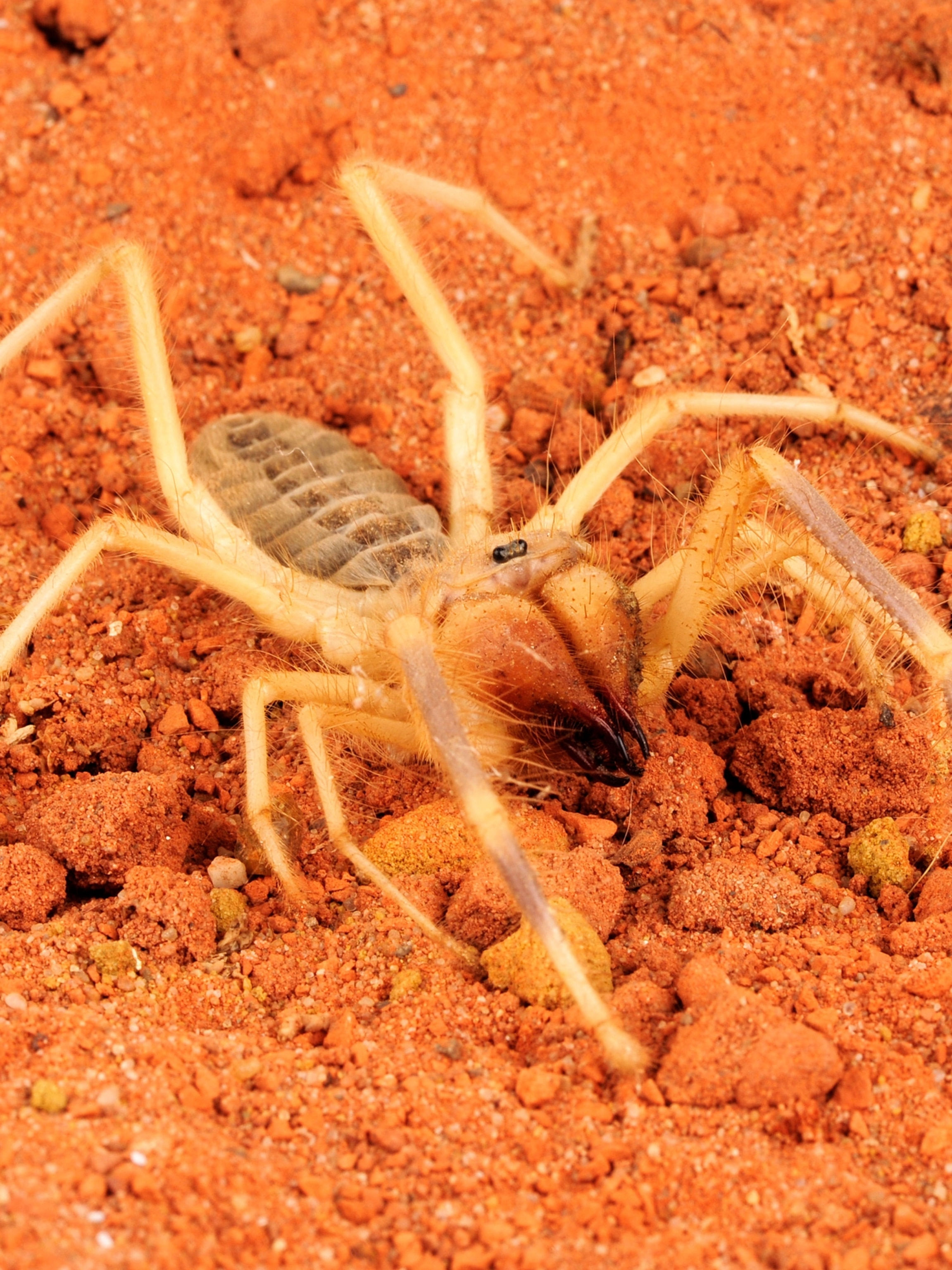 Wallpaper #VWcg6ZIBSpphPi3-e0A-258 Wolf Spider Size Comparison