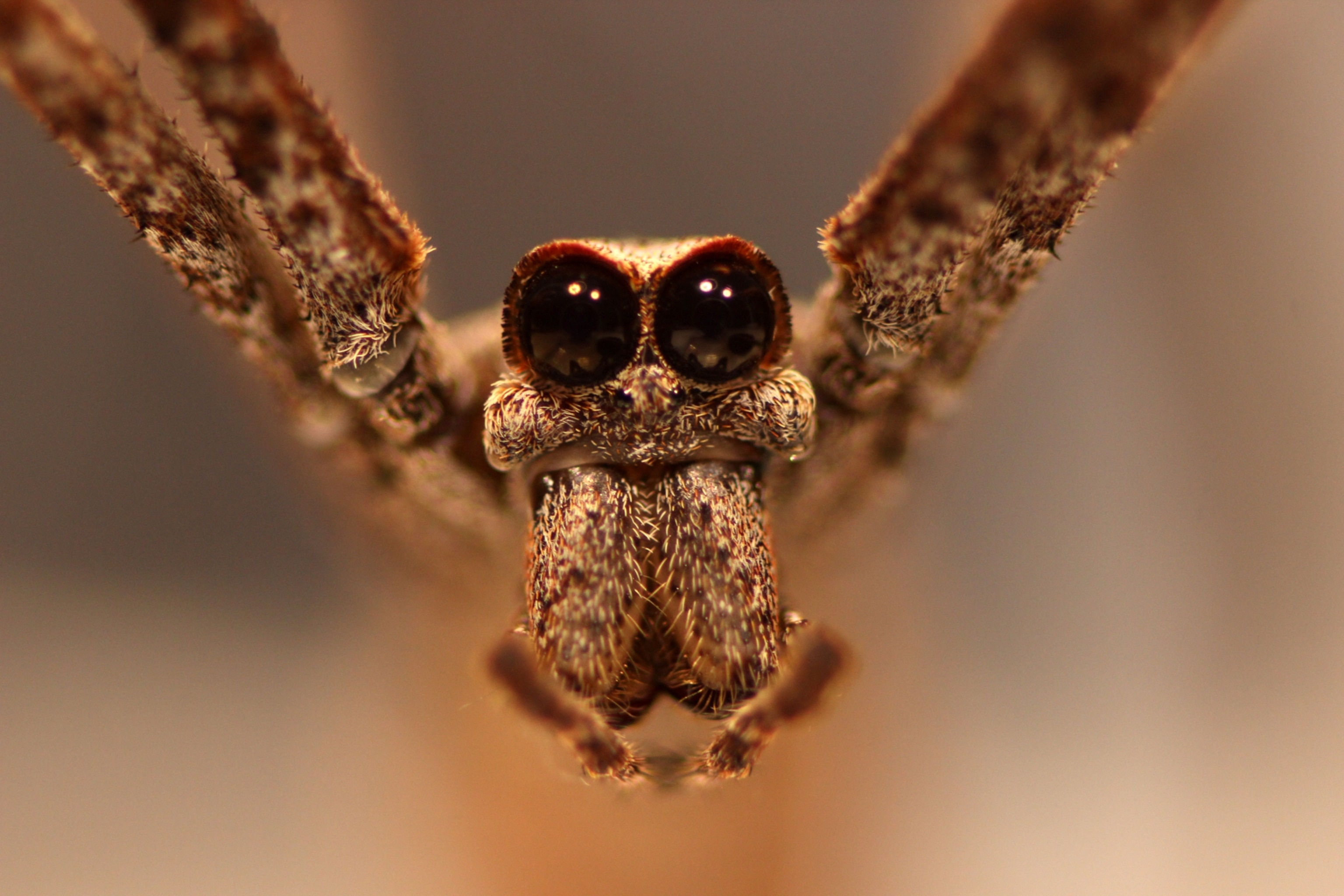 Wallpaper #R_S4OZMBKFX8bn3rxndT349 Ogre Faced Spiders Have Great Hearing Without Ears