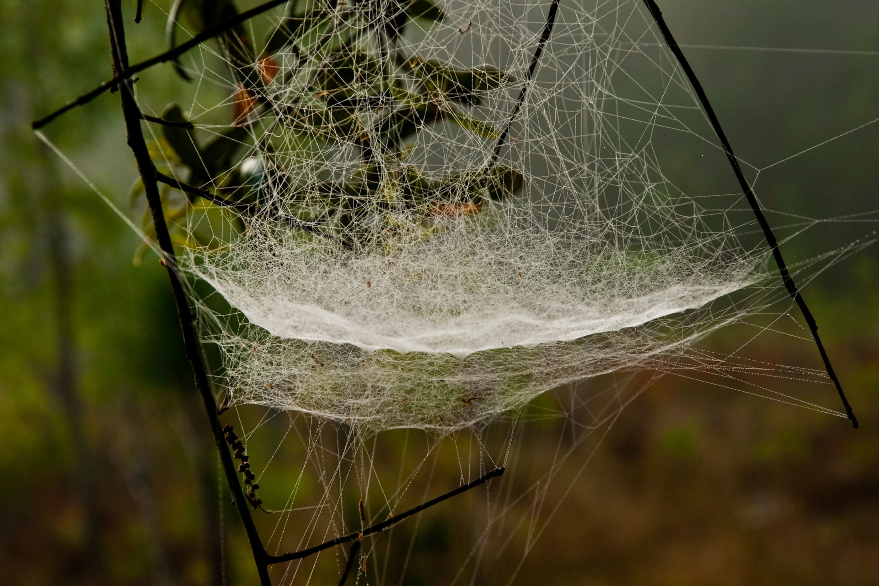 Wallpaper #sQMhZJMBpyOg8YnEWNZf265 Spiderwebs and Spider Silk Explained