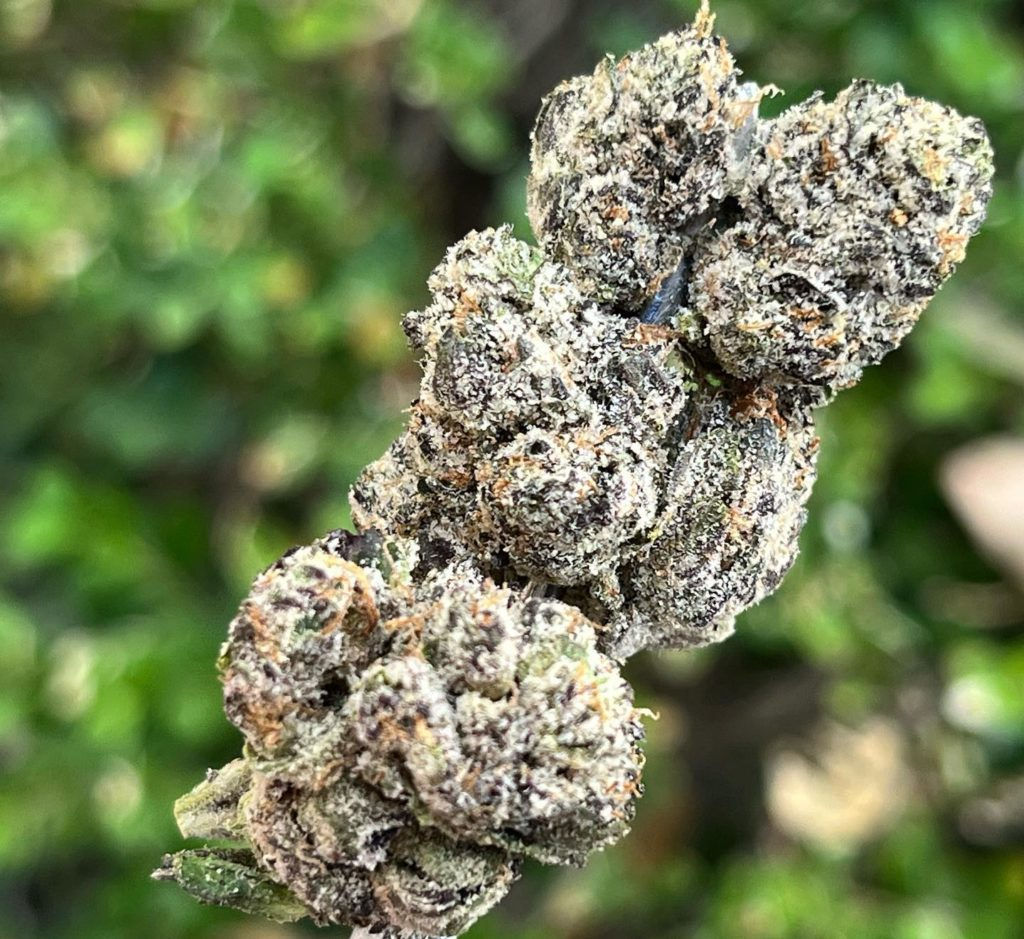 Wallpaper #CGdr7pIBSpphPi3-ol0U197 Strain Review Cherry Lemonade by Empire Genetics the Highest Critic
