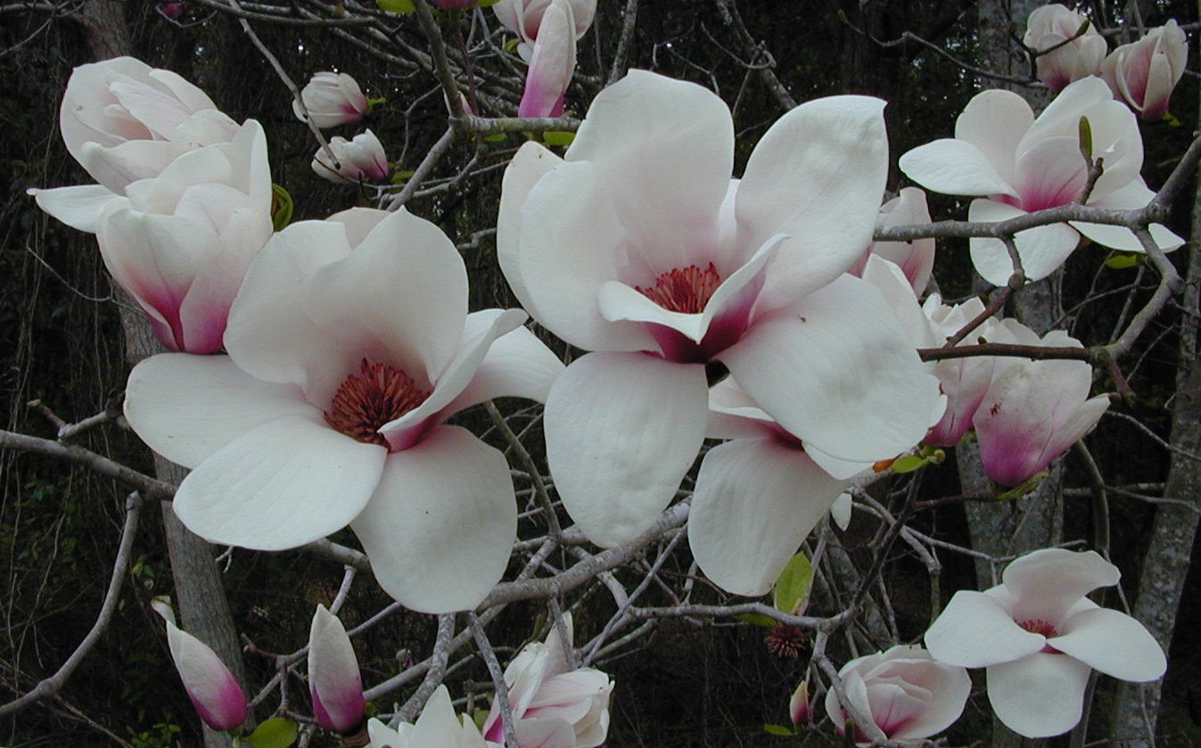 Wallpaper #35F56 Pink Magnolia Trees Crazy for Gardening