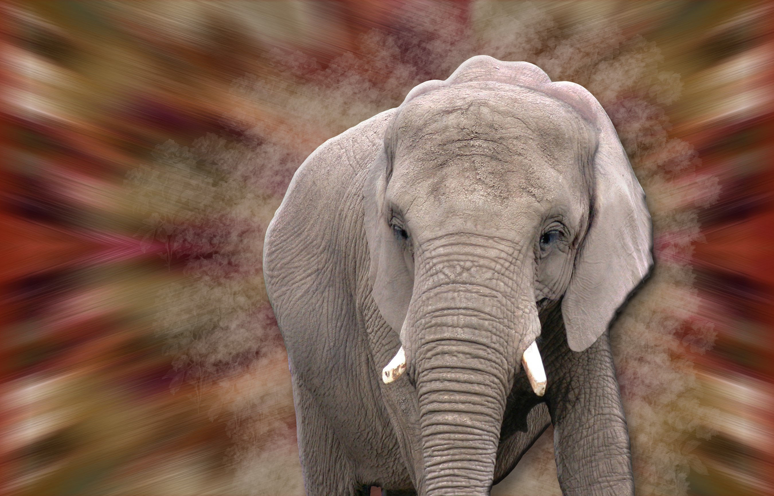 Wallpaper #7HcHKJMB-pgBXx60z6g3265 2700x1730 Free Desktop Backgrounds for Animal Coolwallpapersme