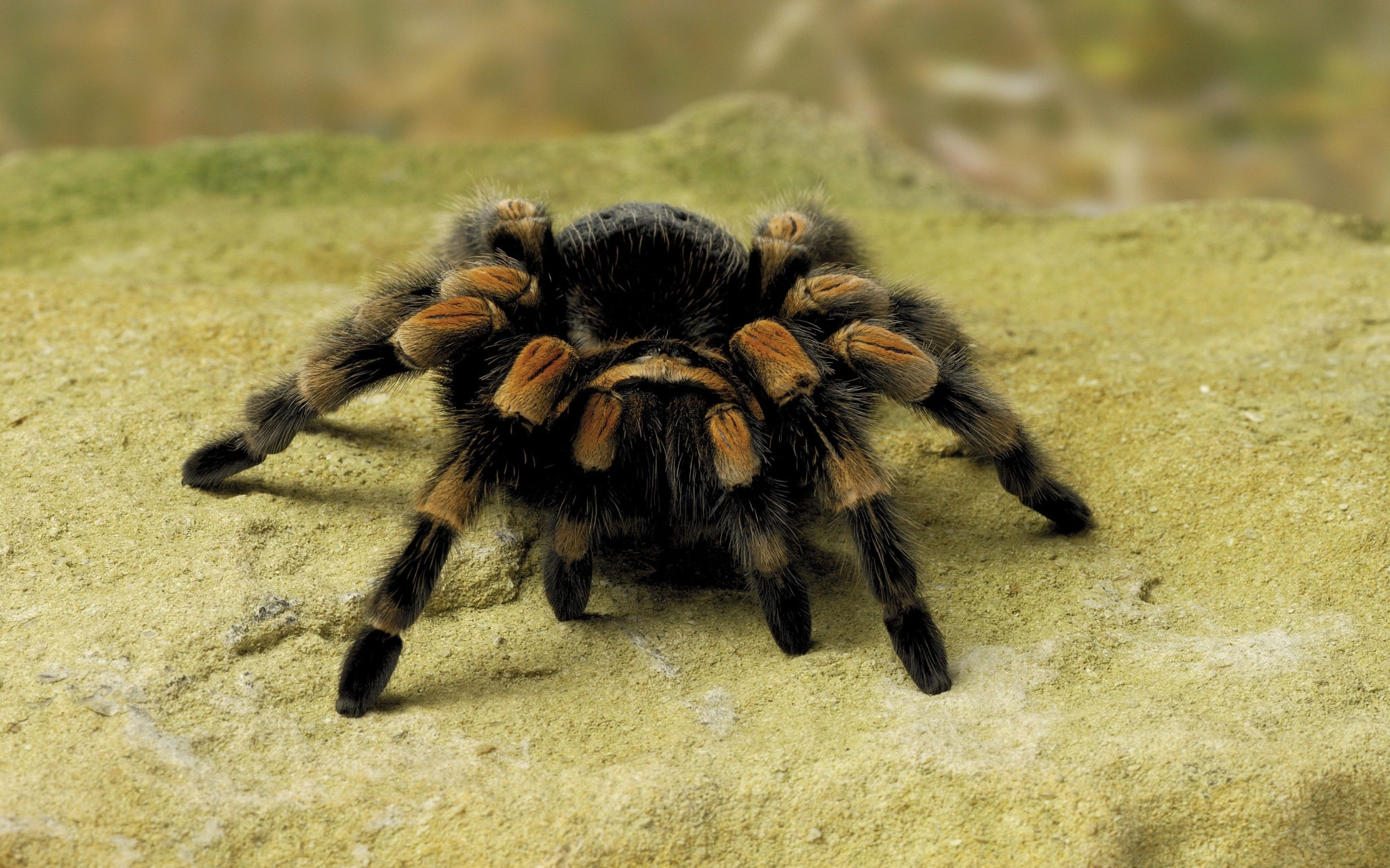 Wallpaper #7HcHKJMB-pgBXx60z6g3189 Animal Backgrounds for Widescreen Free Coolwallpapersme