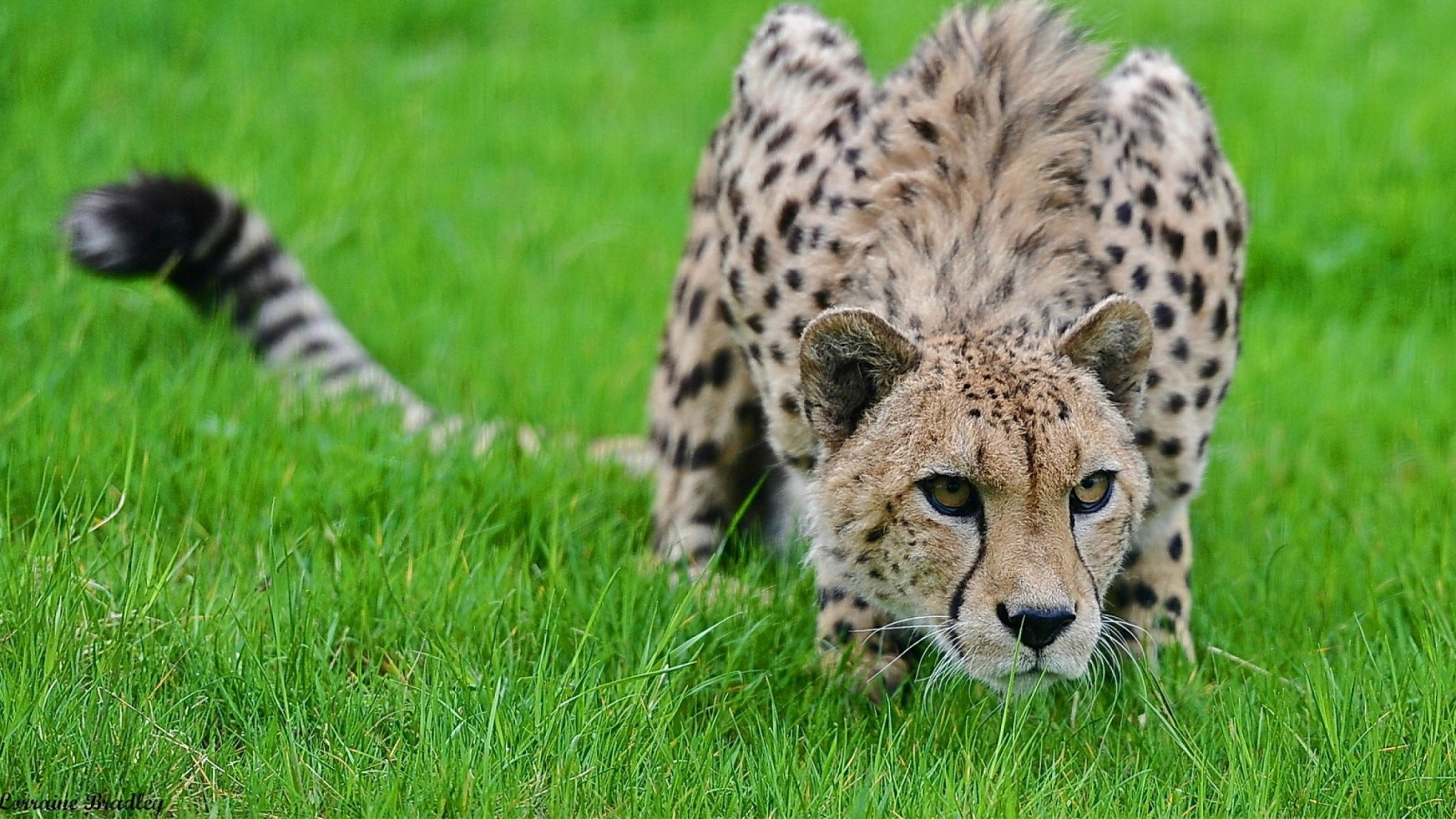 Wallpaper #WGjzIpMBSpphPi3-kzTY41 Cheetah Wallpapers for Mac Desktop Coolwallpapersme