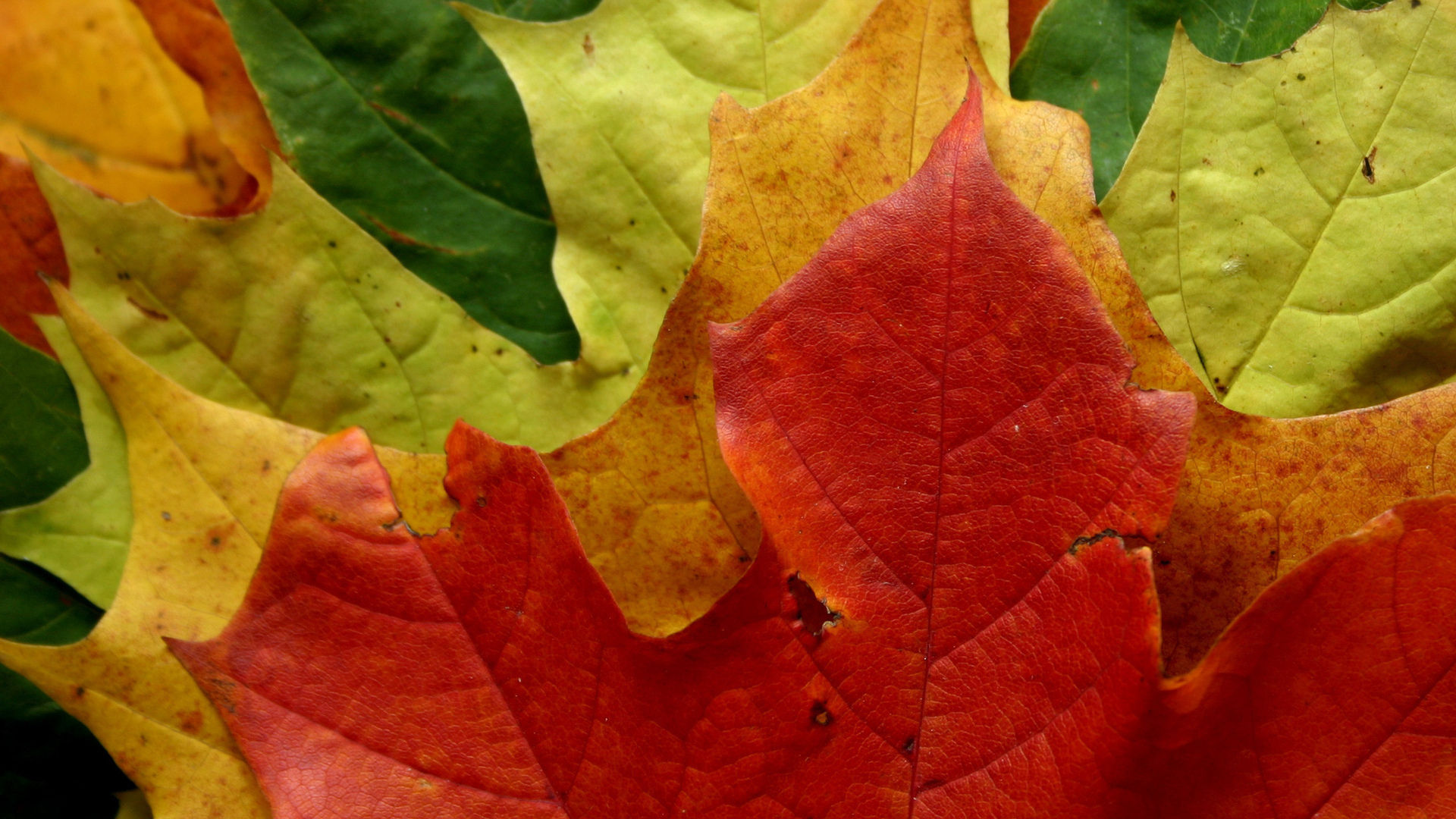 Wallpaper #gHdqKJMB-pgBXx60Yaql282 Macro Photohd Wallpapers Backgrounds