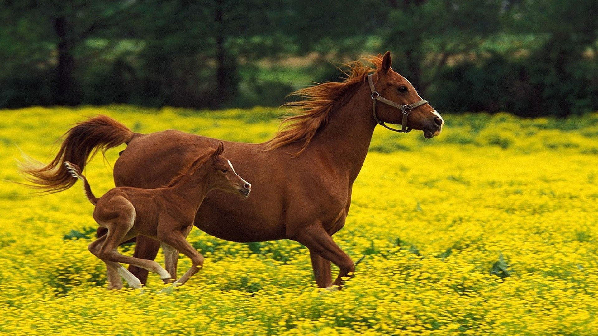 Wallpaper #Gx2aLJMBlOZrFDOk68sw280 1920x1080 Horse Stallion Family Flying Grass Running Jumping