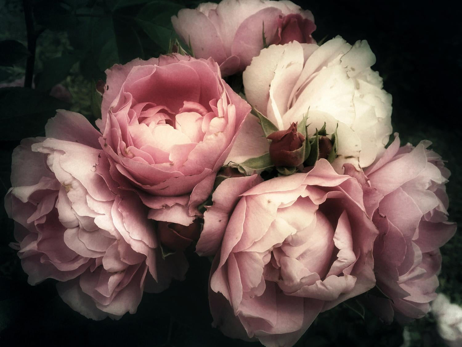Wallpaper #Kbgw15IBJvJKYCmEIOId524 Artcom Beautiful Bouquet of Pink Rose Flowers on a Dark Background