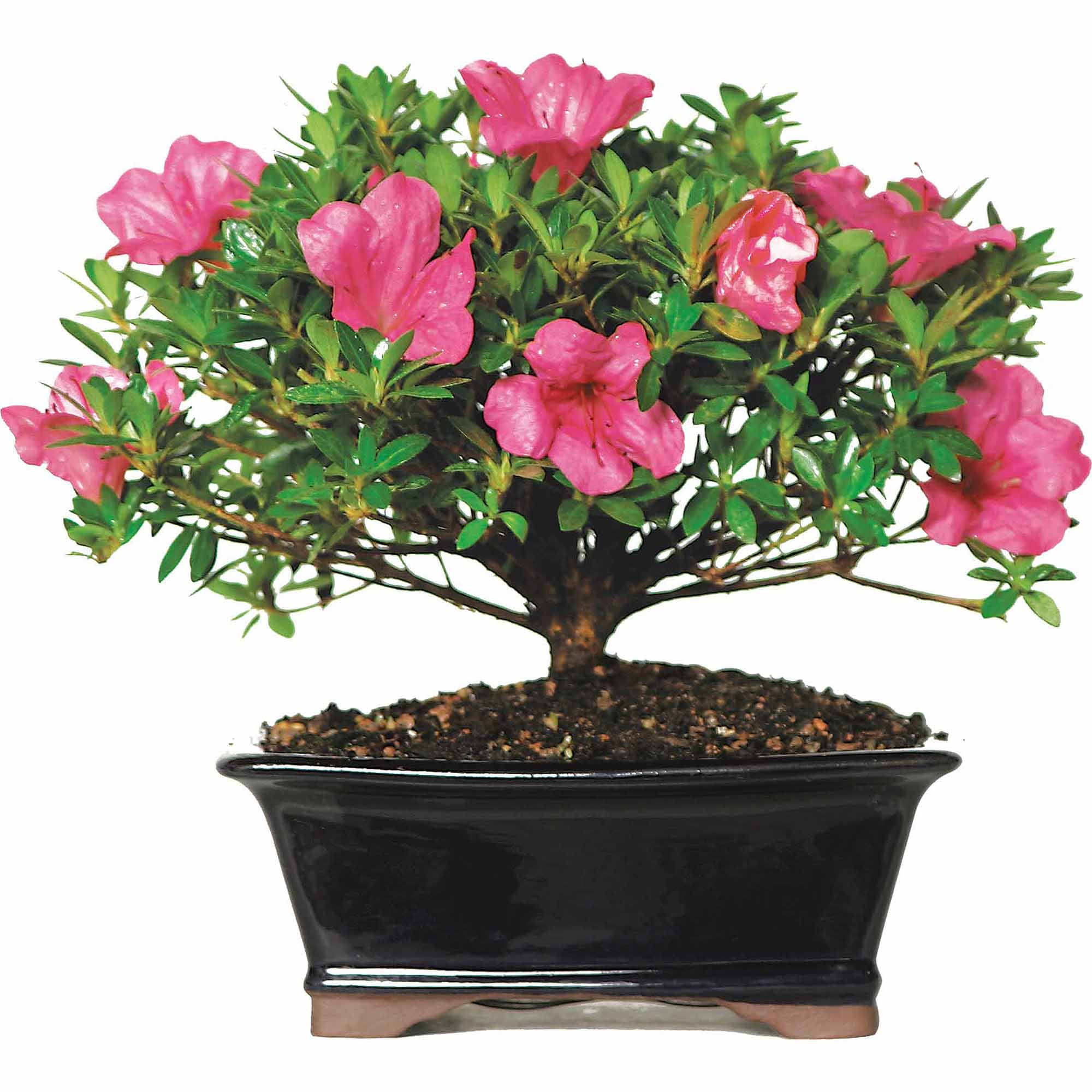 Wallpaper #d8e0c Satsuki Azalea Bonsai Trees Buy Online Greenwood Bonsai Studio