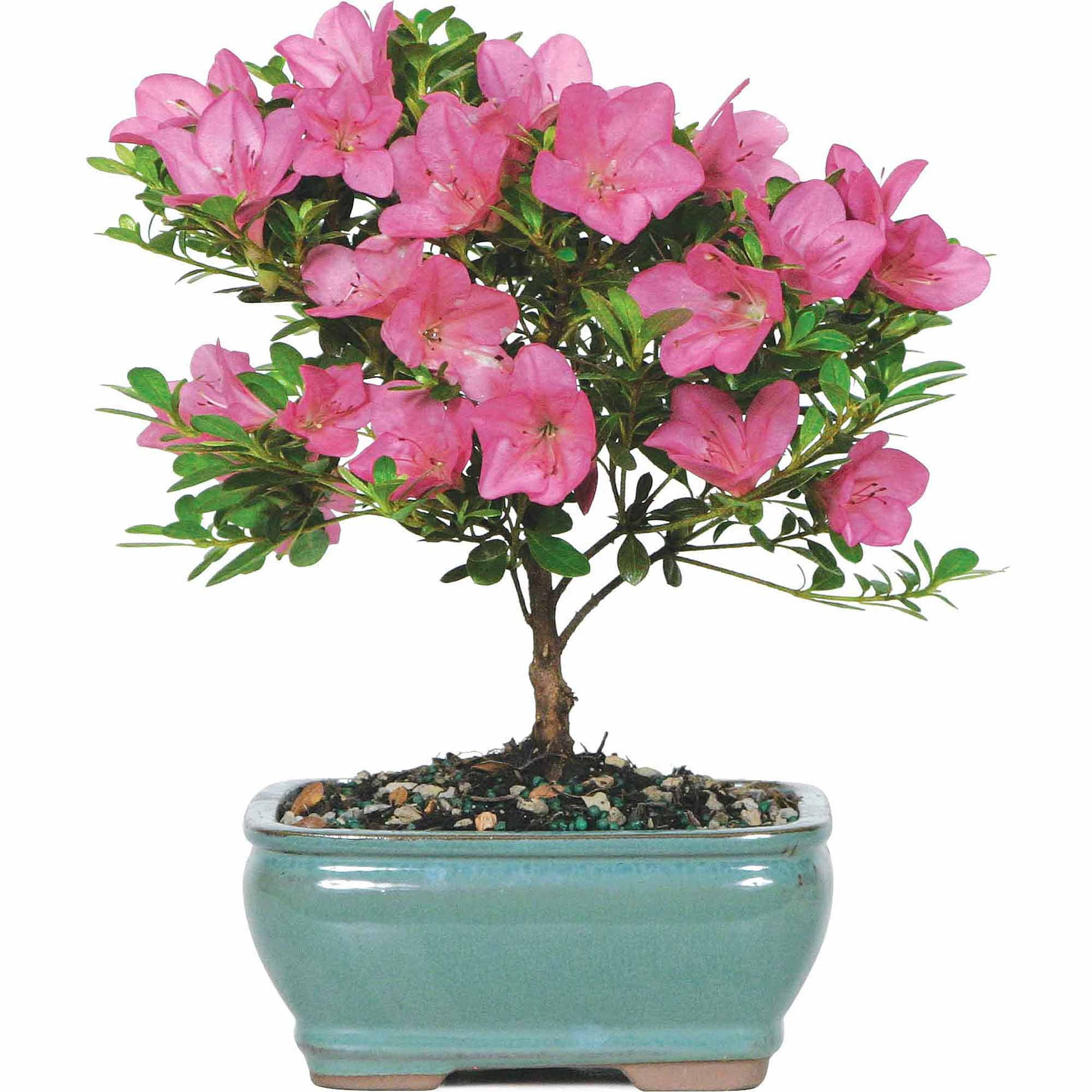 Wallpaper #d8e0c Satsuki Azalea Bonsai Trees Buy Online Greenwood Bonsai Studio