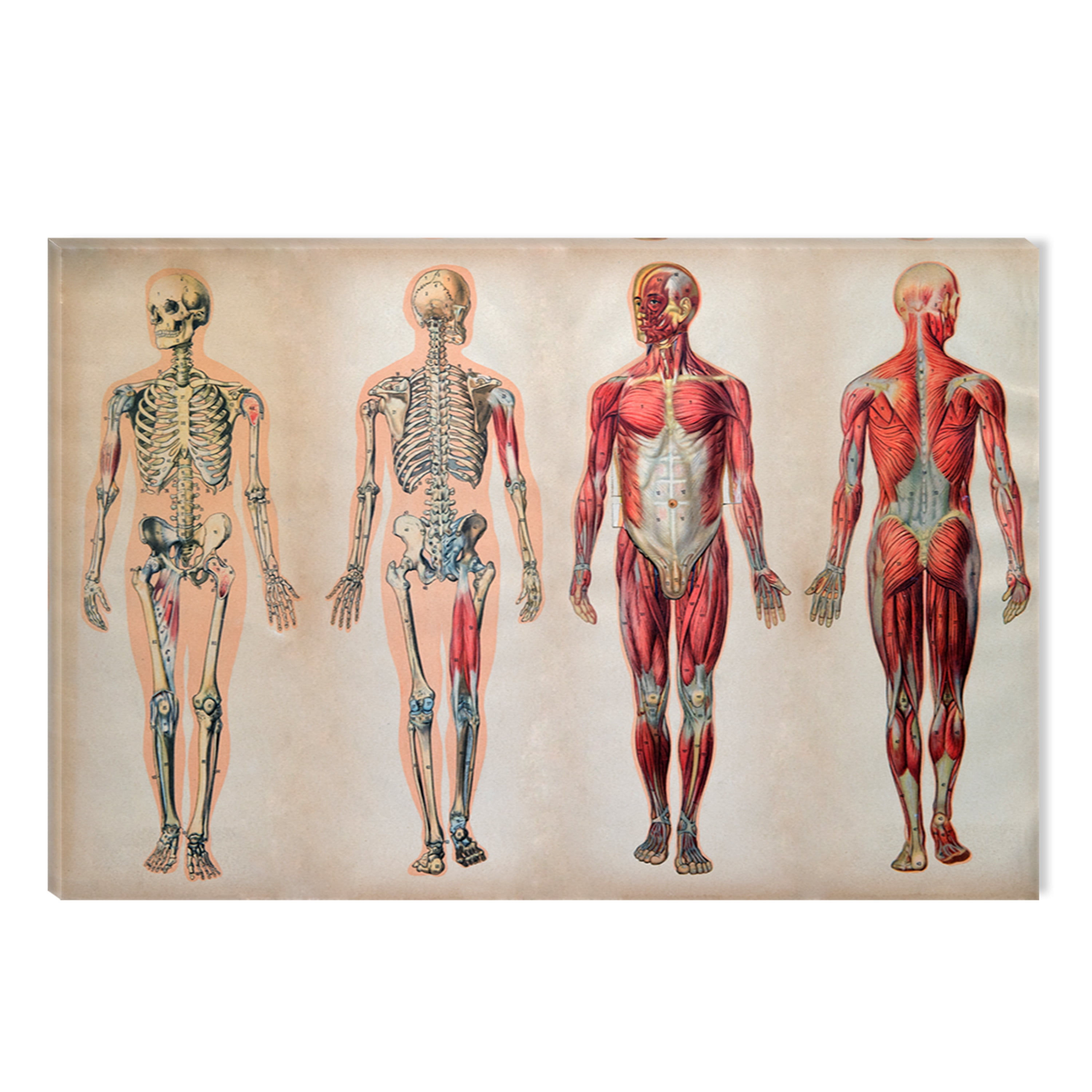 Wallpaper #WWdkEpMBSpphPi3-tvsO137 Startonight Canvas Wall Art Body Anatomy Ii Learning Retro Dual View