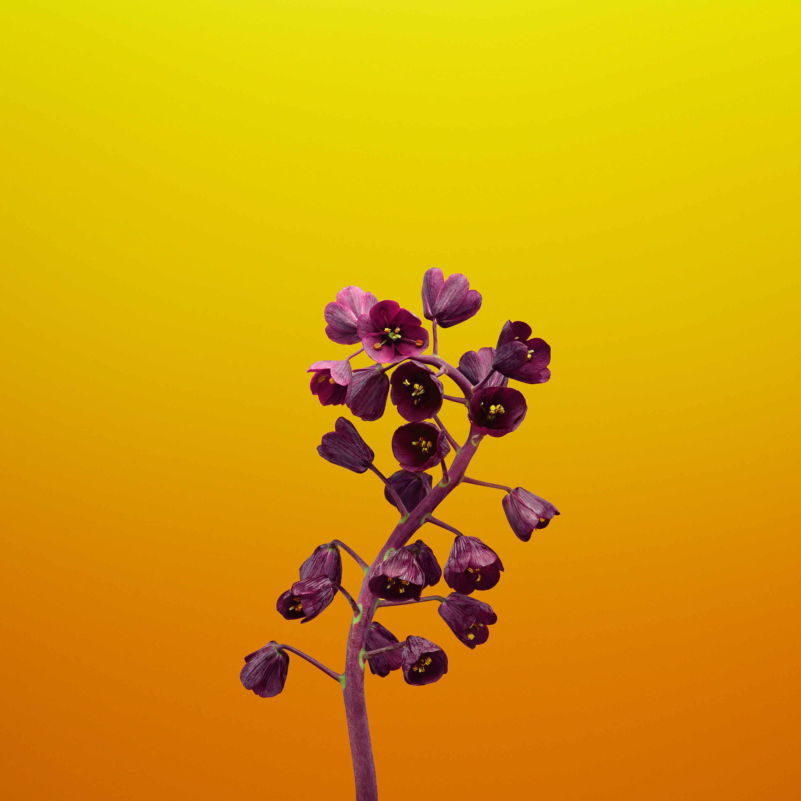 Wallpaper #WhncNo8BtGB6xQ78YaTs36 Download the New Ios 11 Wallpapers