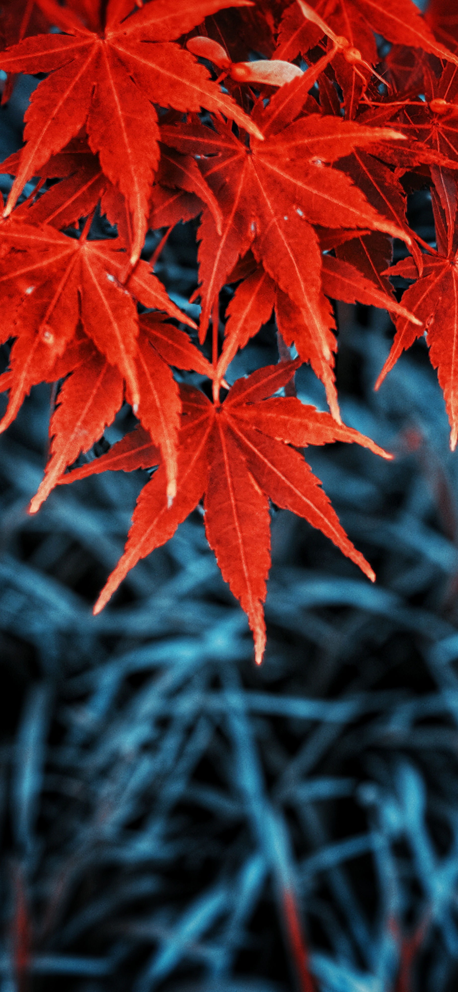 Wallpaper #OxlcOI8BtGB6xQ78CahK24 Get iPhone Lock Screen Wallpaper Autumn Pictures