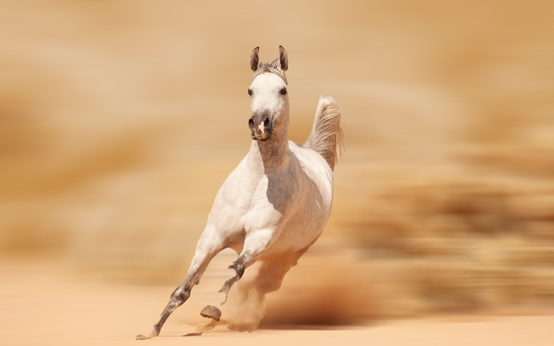 Wallpaper #-x2ULJMBlOZrFDOkz8qk33 Arabian Horse Wallpapers Full HD 76070 Baltana