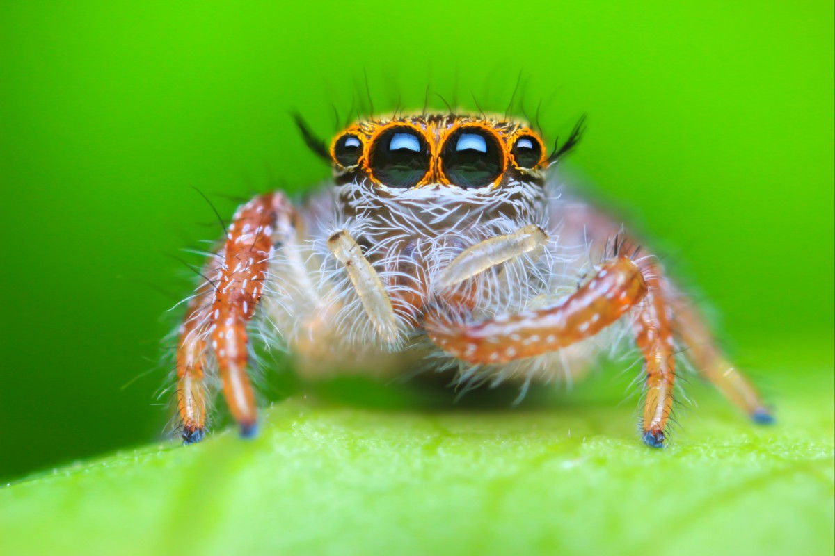 Wallpaper #e2dv9JIBSpphPi3-JXru89 Jumping Spider Becomes 50000th Species Added to World Spider Catalog