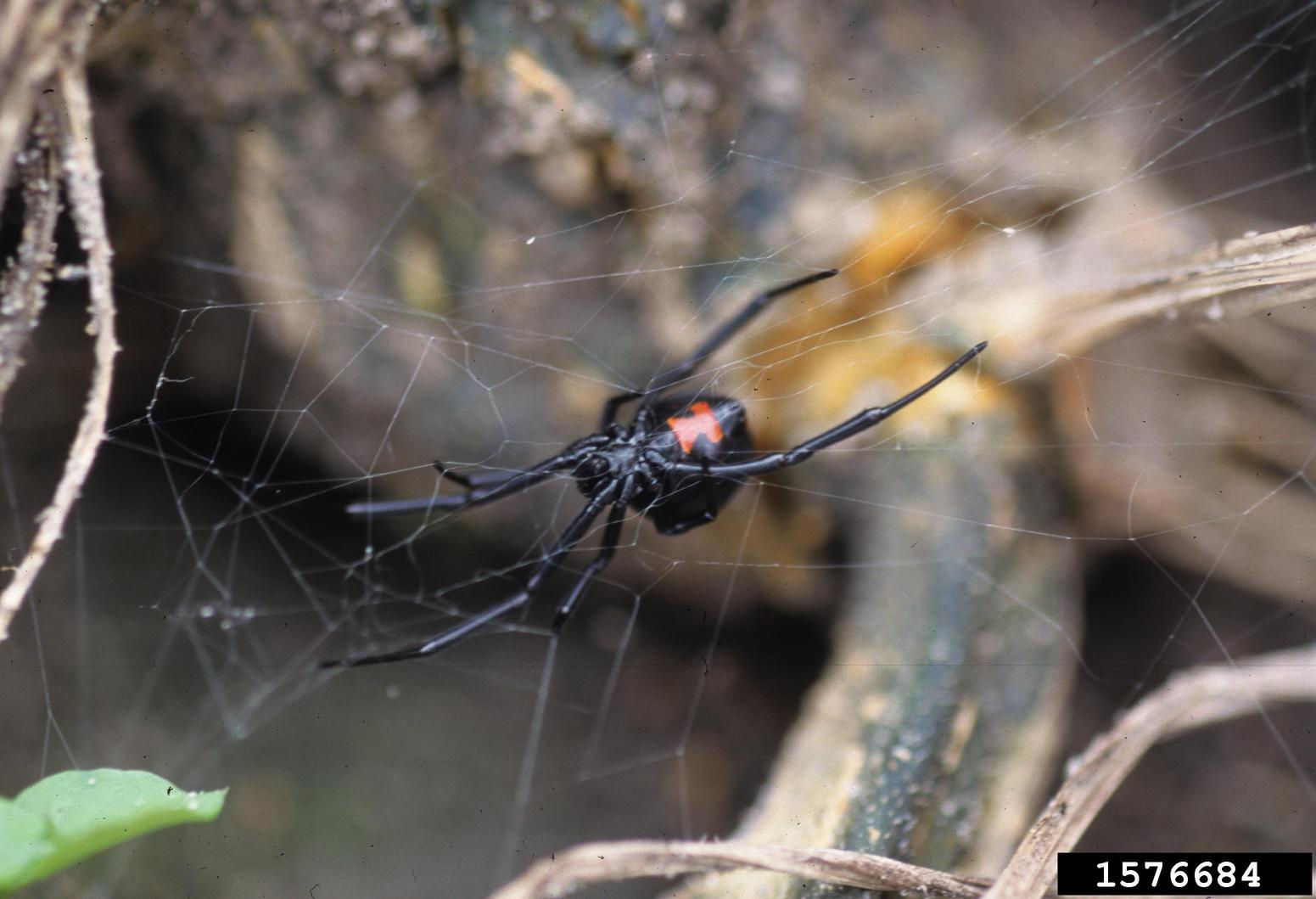 Wallpaper #5vQUOpMBKFX8bn3rPHdj160 Black Widow Spider Latrodectus Mactans