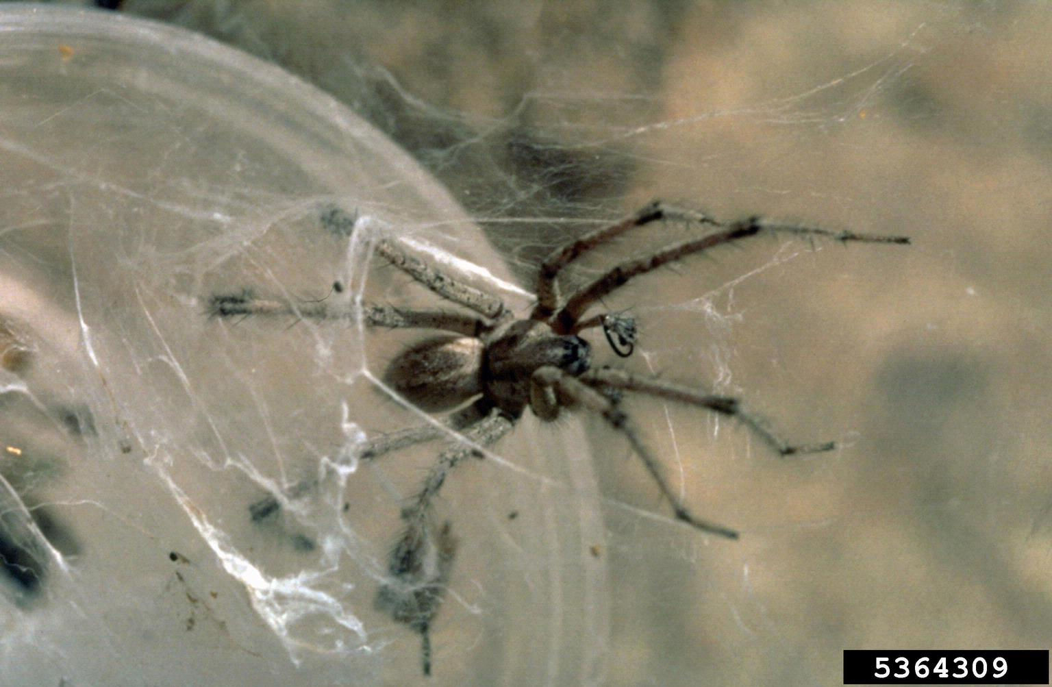 Wallpaper #F2jUHpMBSpphPi3-Fion428 Funnel Web Spider Agelenopsis Spp Araneae Agelenidae 5364309