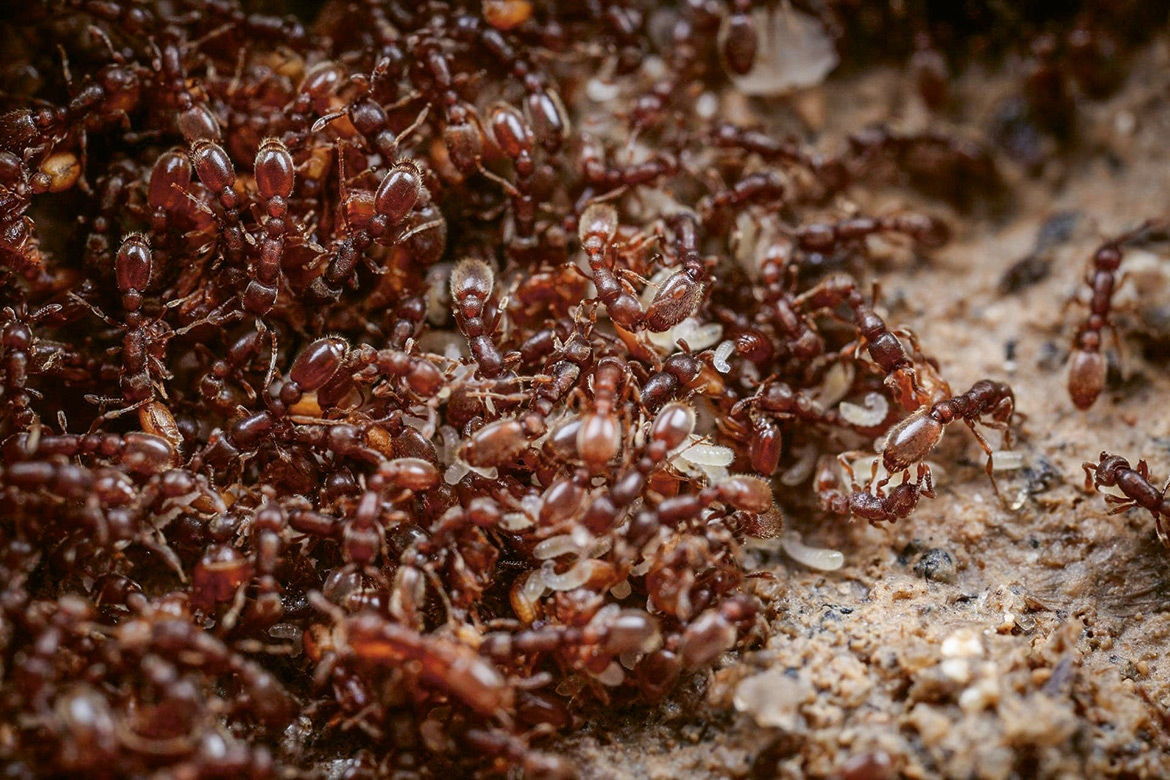 Wallpaper #9Sz7SZMB0E1QgA7wY_R5323 Disease Control in an Ant Colony