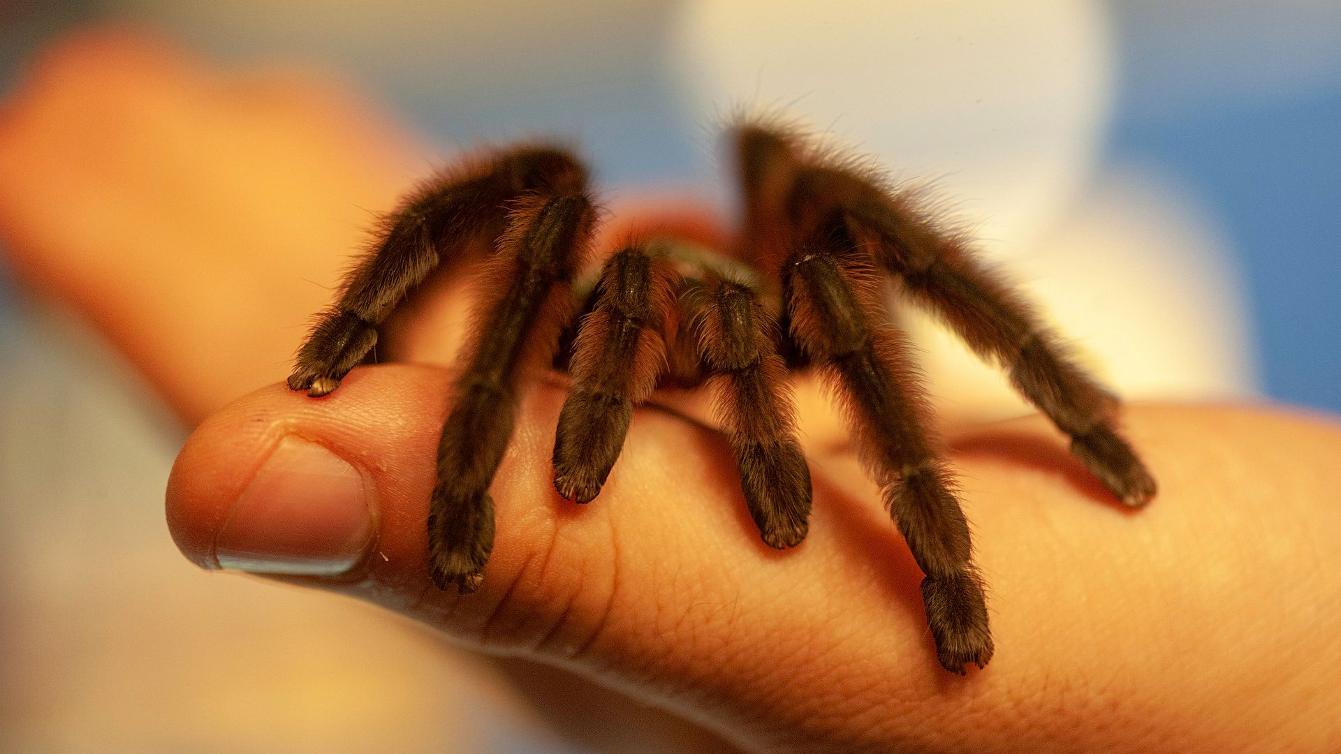 Wallpaper #dmevDpMBSpphPi3-H-tz230 Are There Vets for Spiders Vet Help Direct