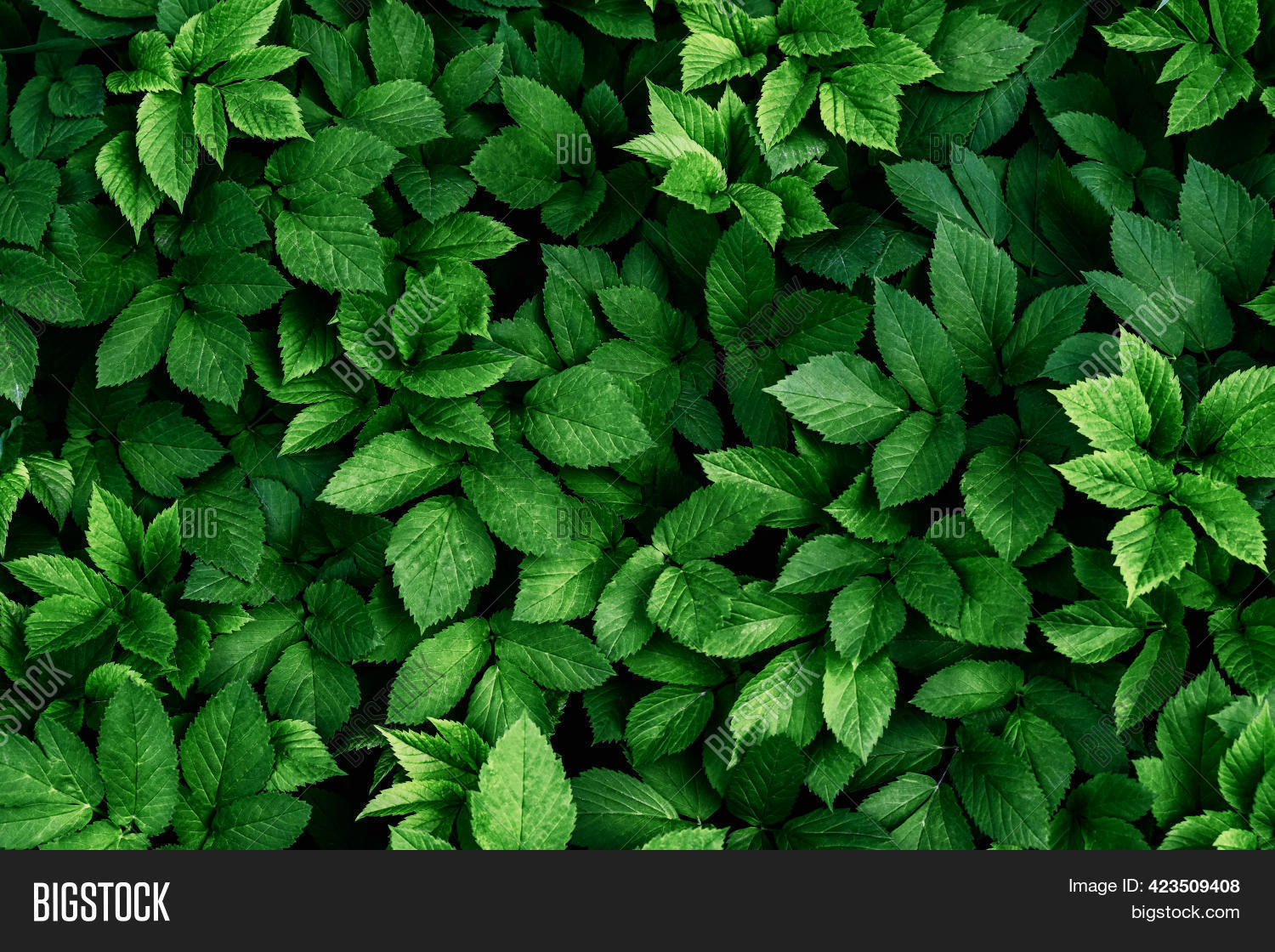 Wallpaper #am19apcBycdYOYFTxHE6133 Green Leaves Pattern Image Photo Free Trial Bigstock