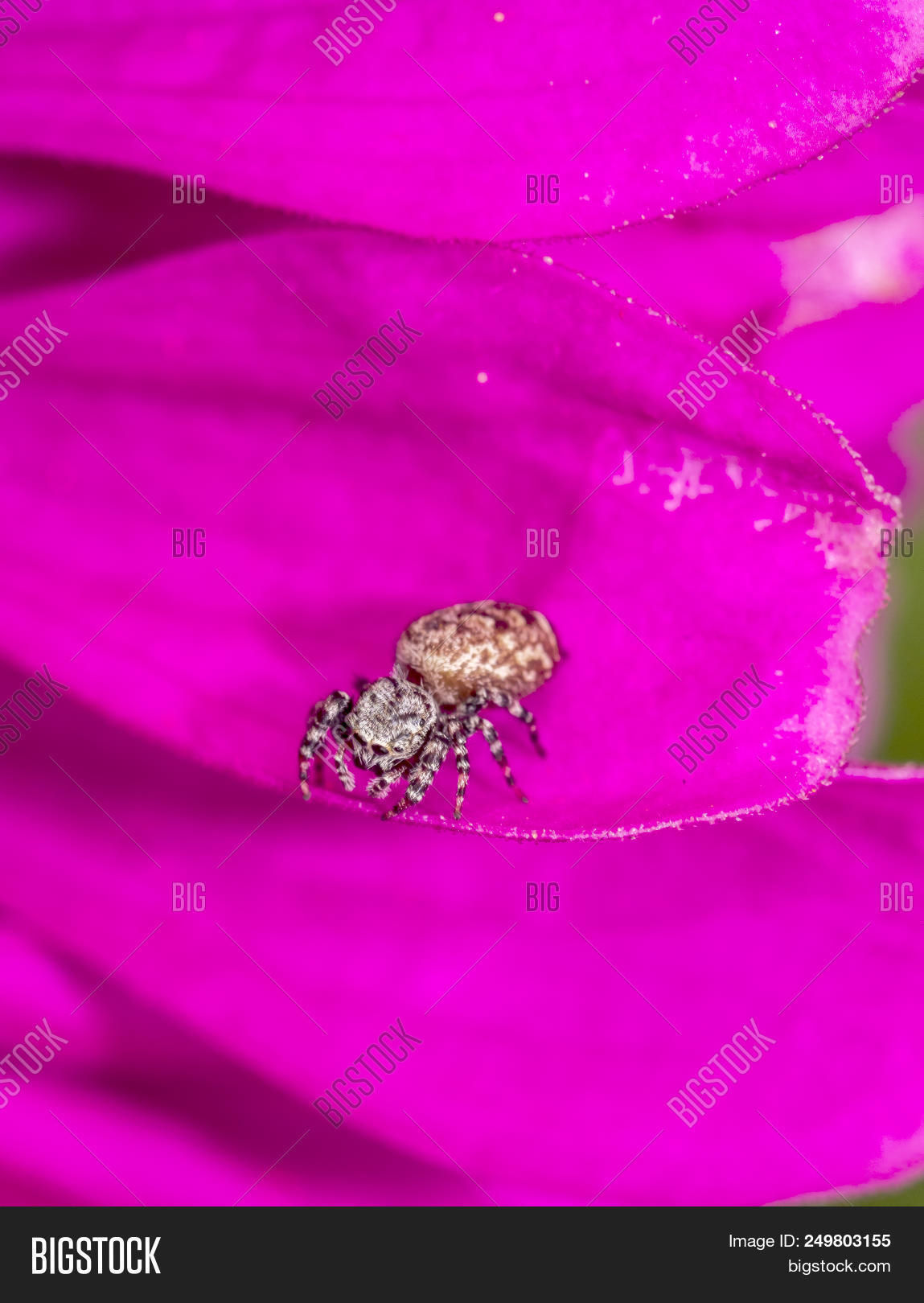 Wallpaper #wmfS65IBSpphPi3-9k4K272 Jumping Spiders Group Image Photo Free Trial Bigstock