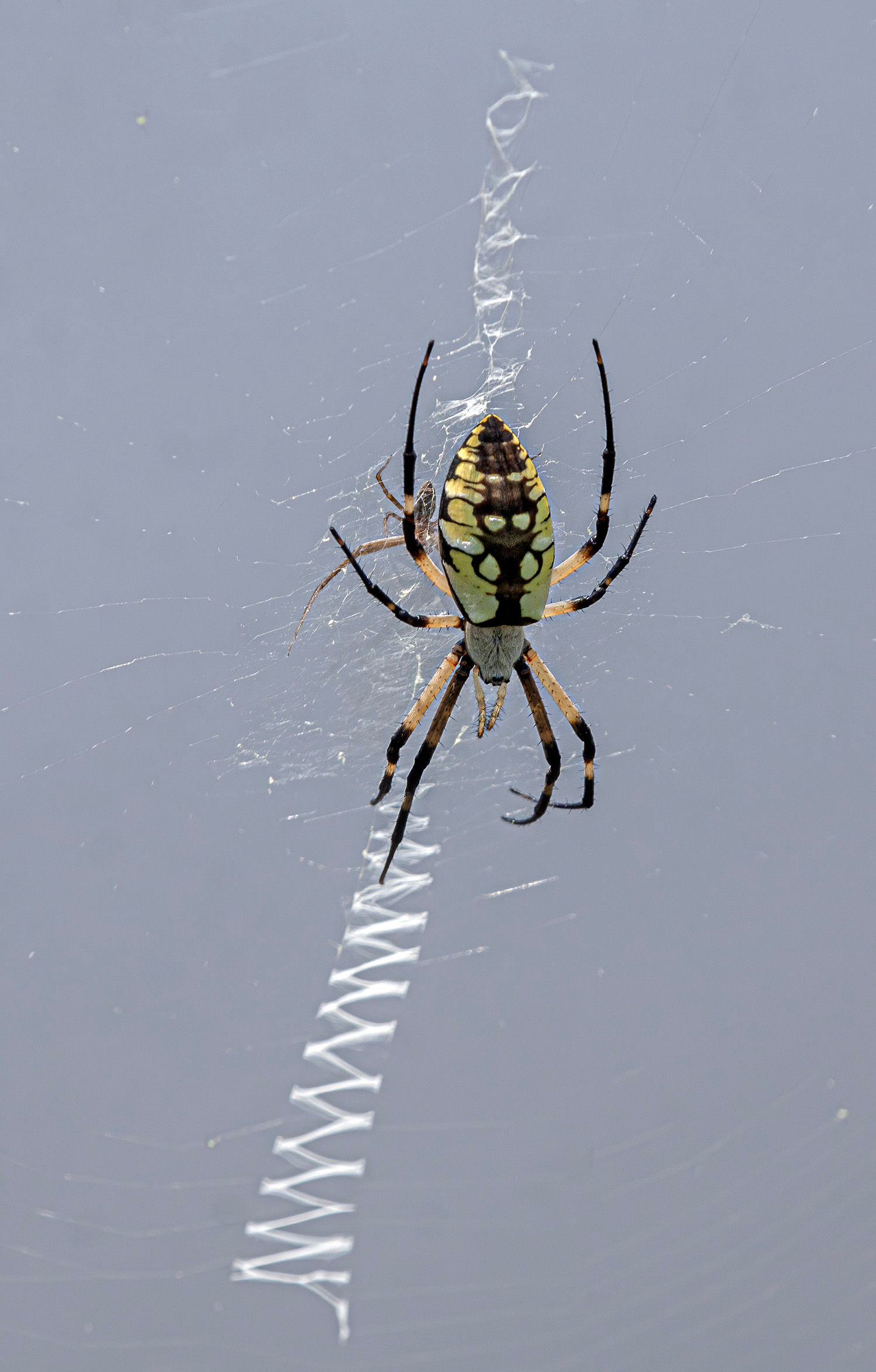 Wallpaper #GvSnOZMBKFX8bn3rXXez55 Male and Female Garden Spiders Mike Powell