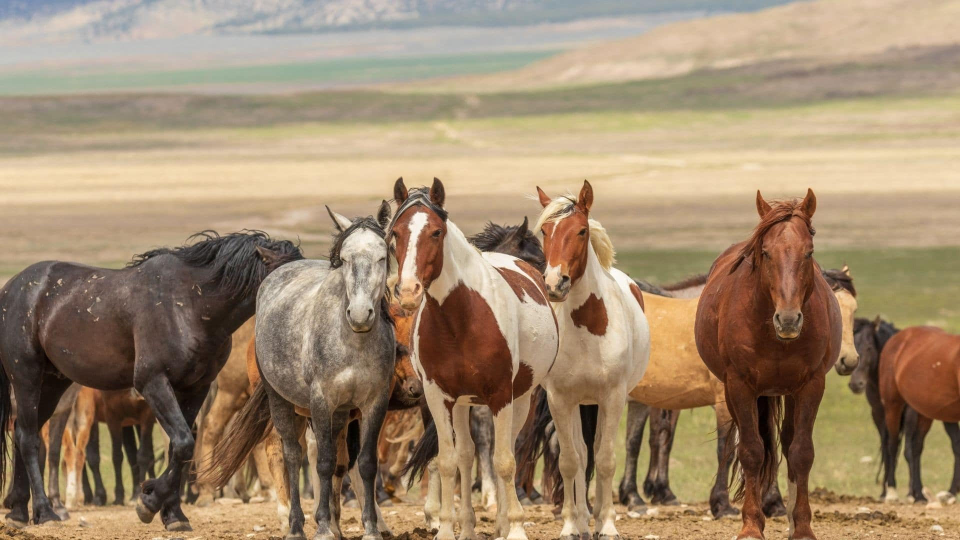 Wallpaper #01bDeZcBsd6xcFiE6tsZ94 Whats a Group of Horses Called More Than Just a Herd