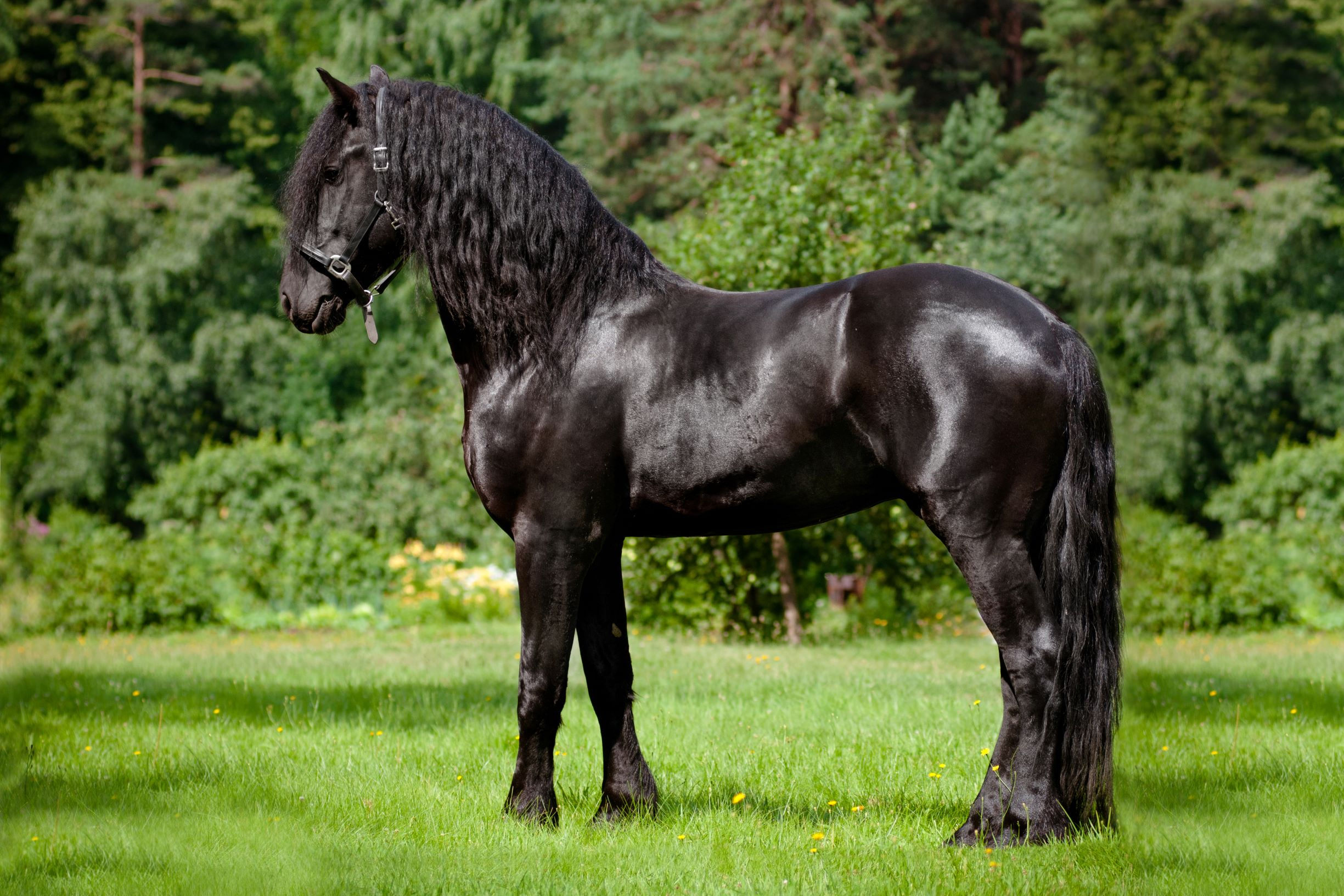 Wallpaper #CR2YLJMBlOZrFDOk0ssm153 Friesian Horse Facts a Deep Dive into the World of Friesian Horses