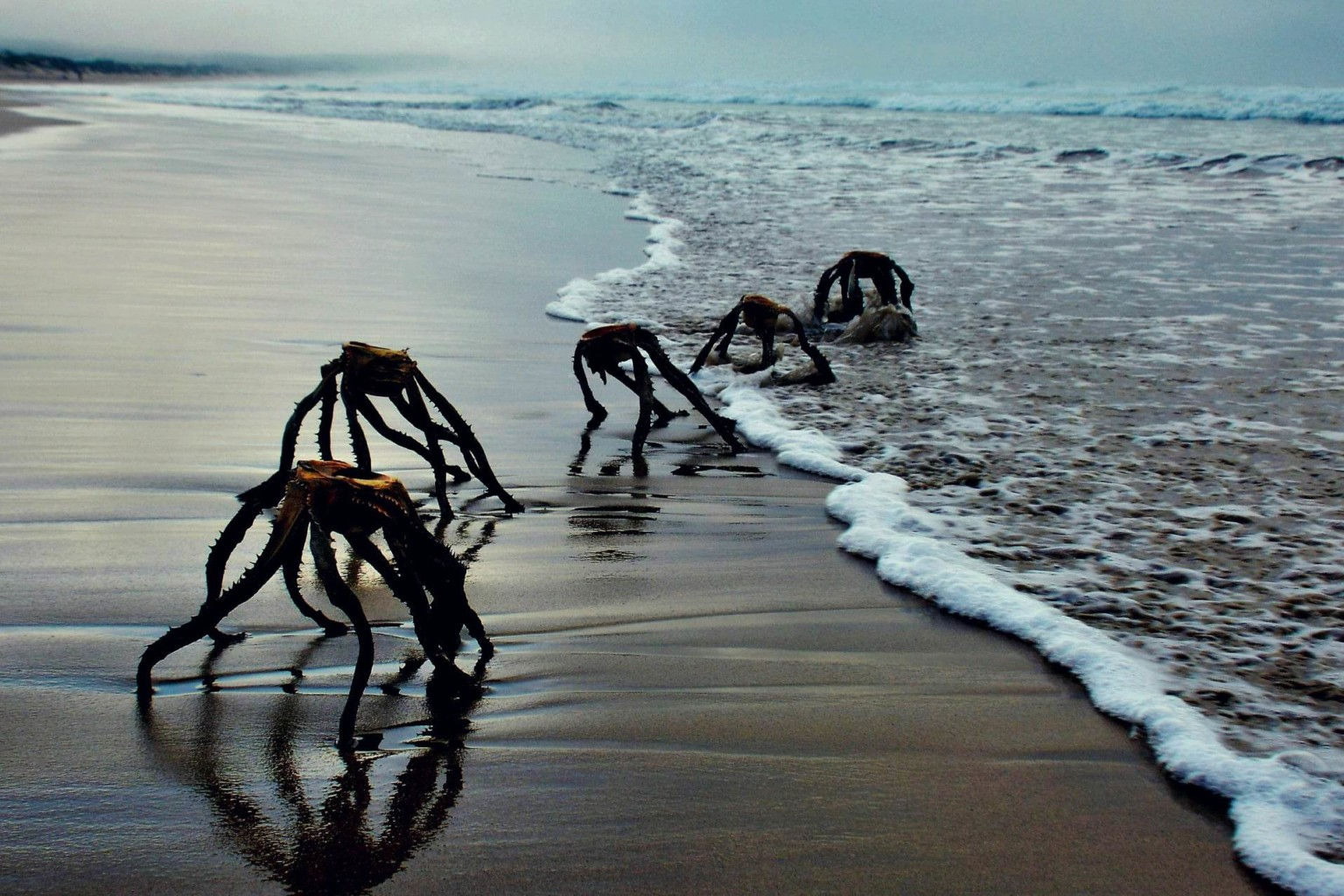 Wallpaper #Gmd6CZMBSpphPi3-WNCd301 Photos of Aliens Emerging from the Sea Sparks Panic Petapixel