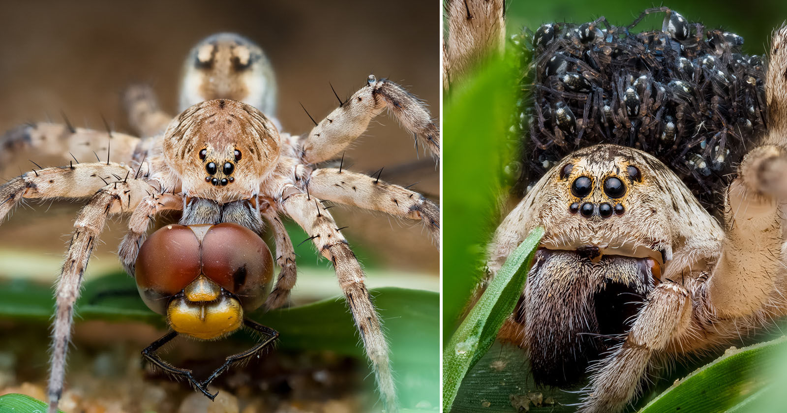 Wallpaper #VWcg6ZIBSpphPi3-e0A-217 Photographer Searches for Spiders Nightly for Amazing Macro Photos