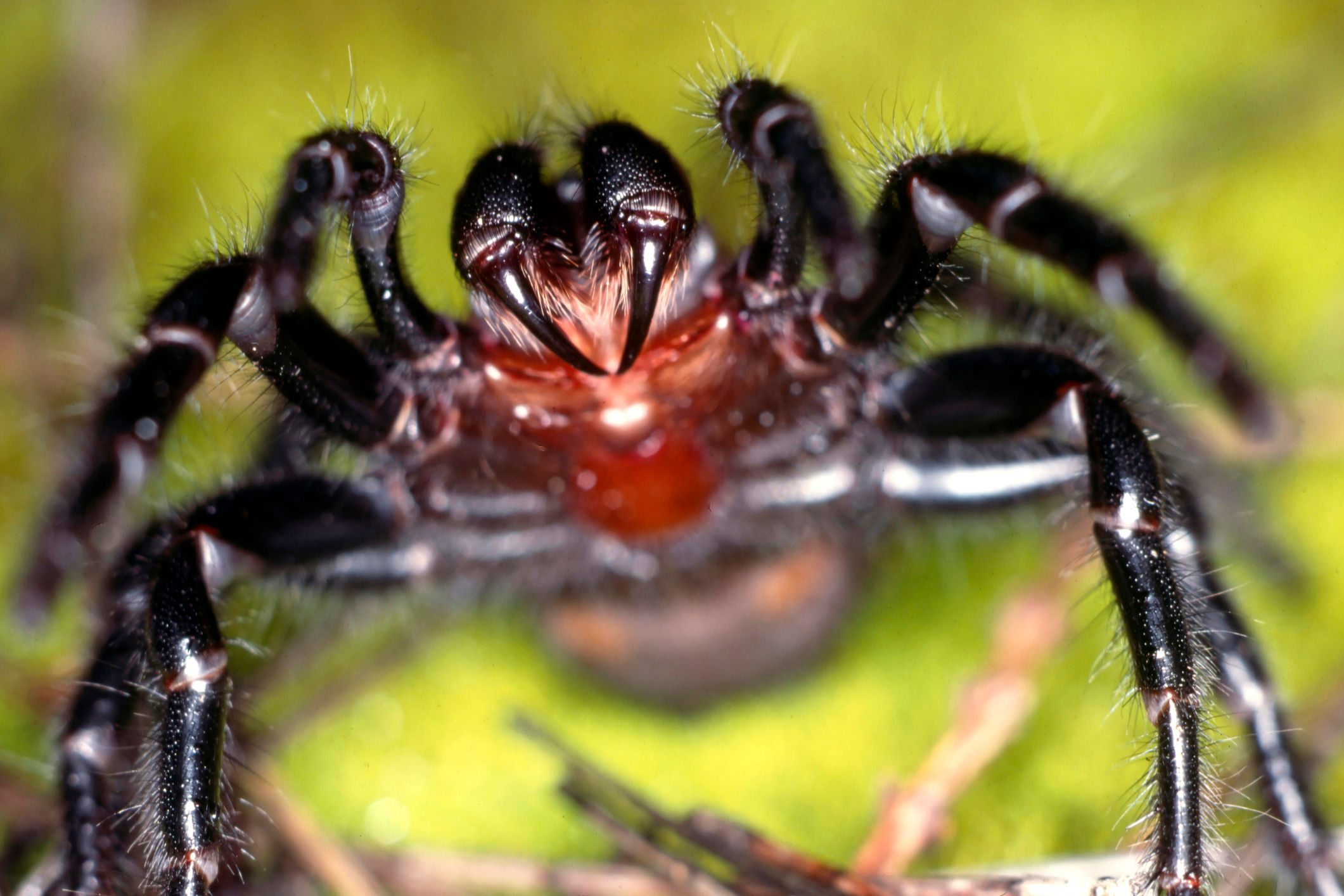 Wallpaper #E1Zdd5cBsd6xcFiEX9pZ41 Scariest Looking Spiders