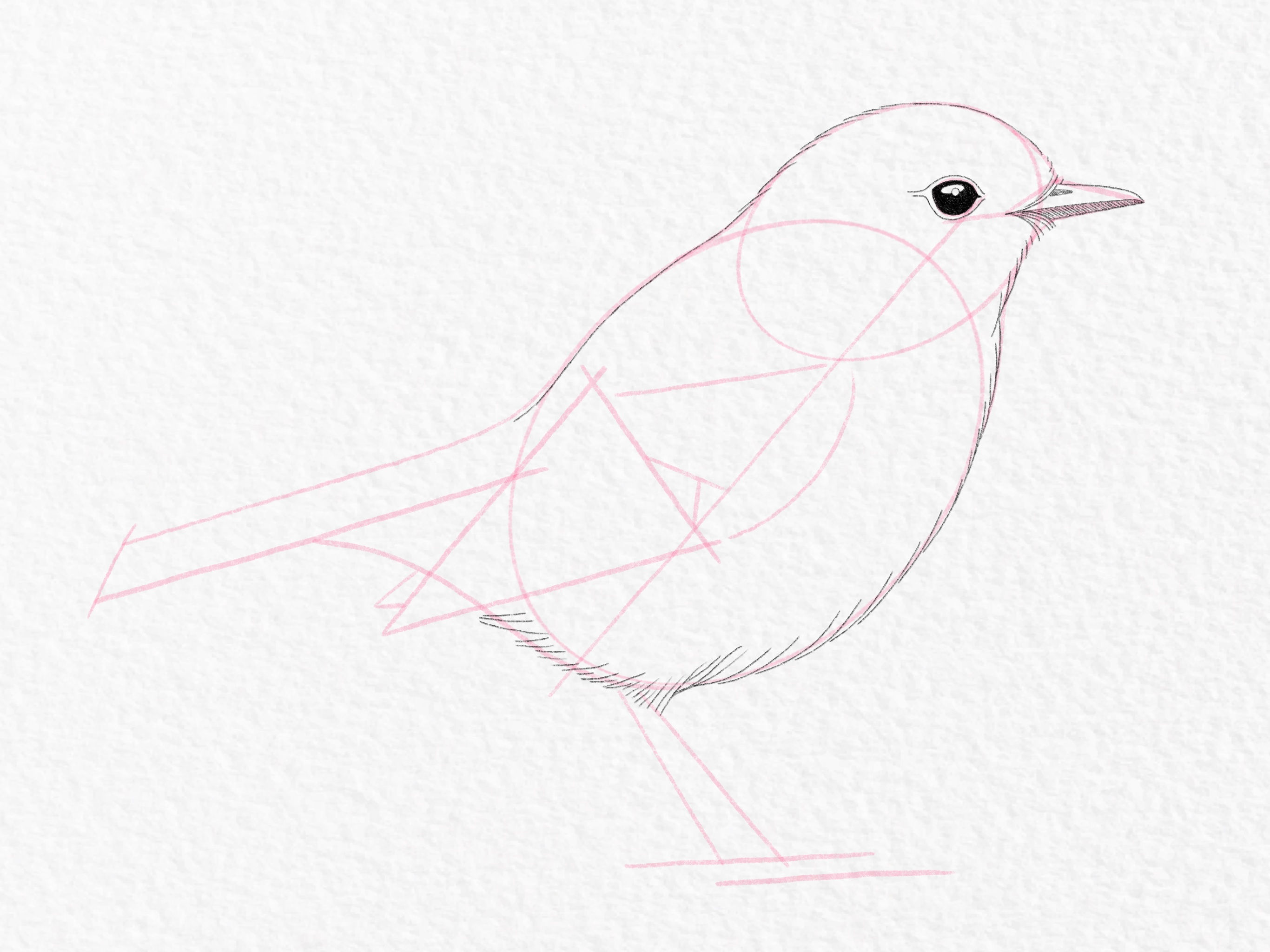 Wallpaper #6qlRh5cBxbDgA0Rlce3175 How to Draw a Bird Easy Step by Step for Beginners Infoupdateorg