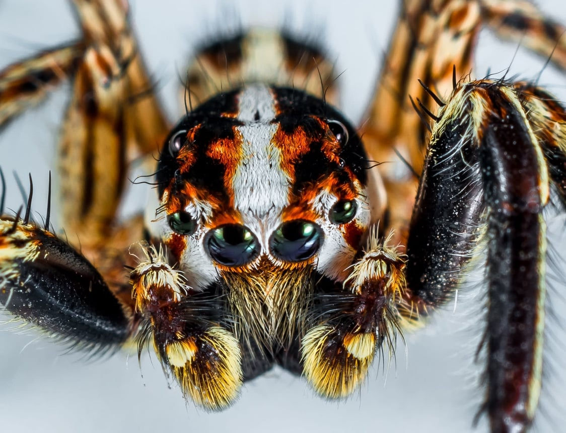 Wallpaper #wWeM-5IBSpphPi3-WJSY209 Why Have a Jumping Spider Jumping Spiders for Sale Pet Store