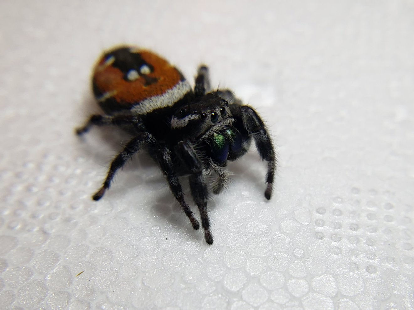 Wallpaper #e2dv9JIBSpphPi3-JXru272 Red Backed Jumping Spider Phidippus Carneus Available Jumping
