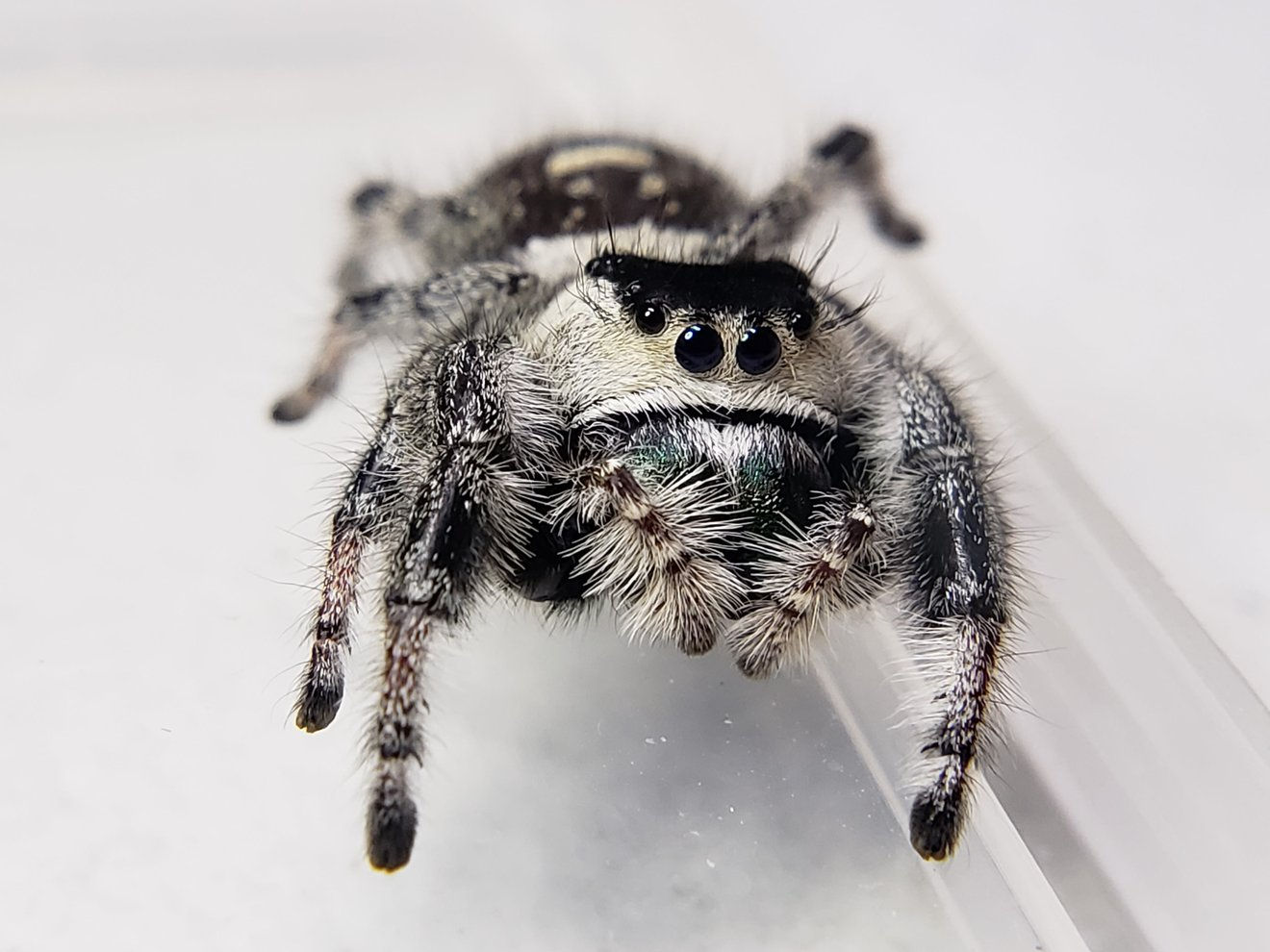 Wallpaper #e2dv9JIBSpphPi3-JXru121 Apalachicola Regal Jumping Spider Phidippus Regius Available