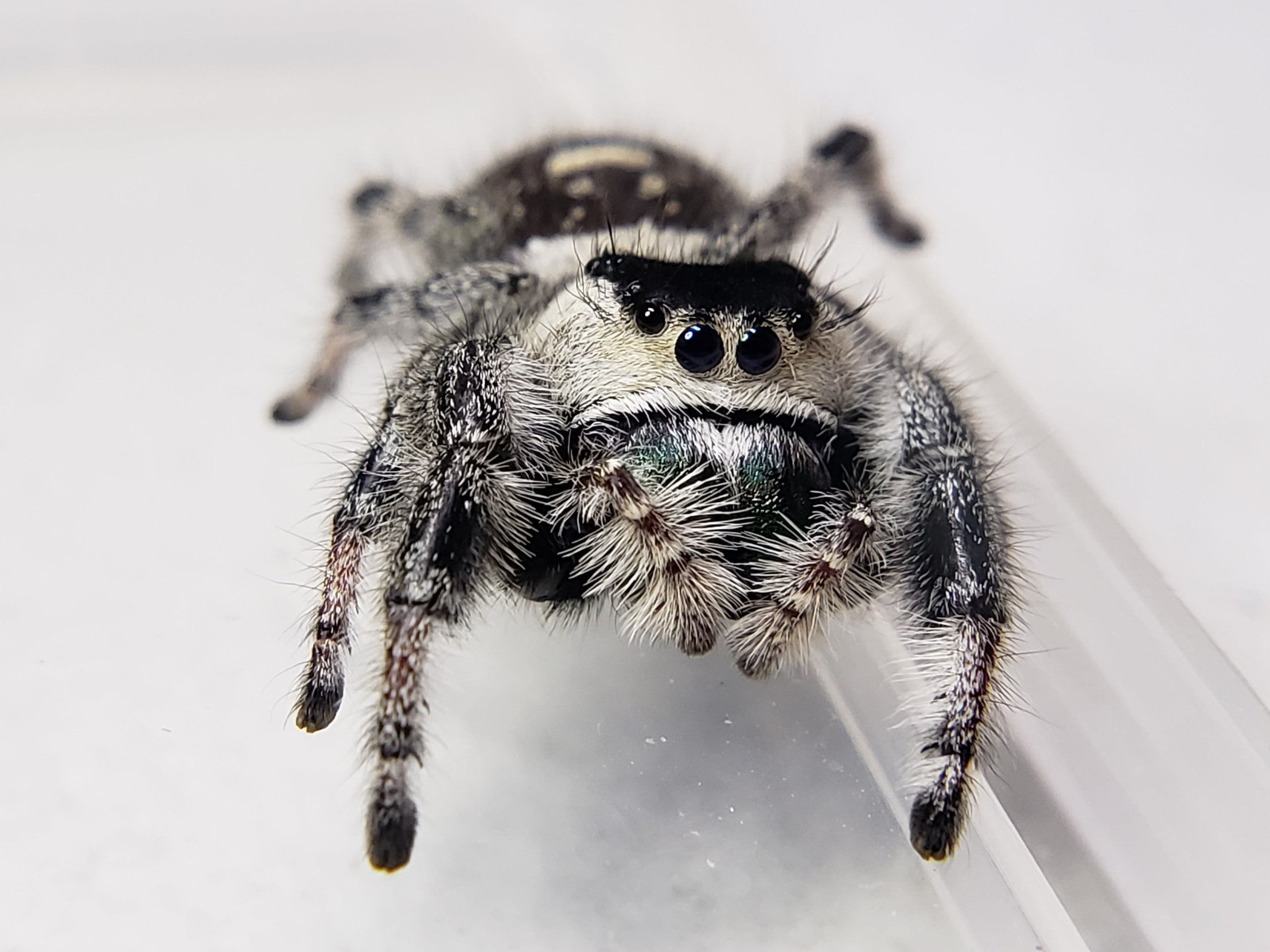 Wallpaper #wmfS65IBSpphPi3-9k4K115 Apalachicola Regal Jumping Spider Phidippus Regius Available