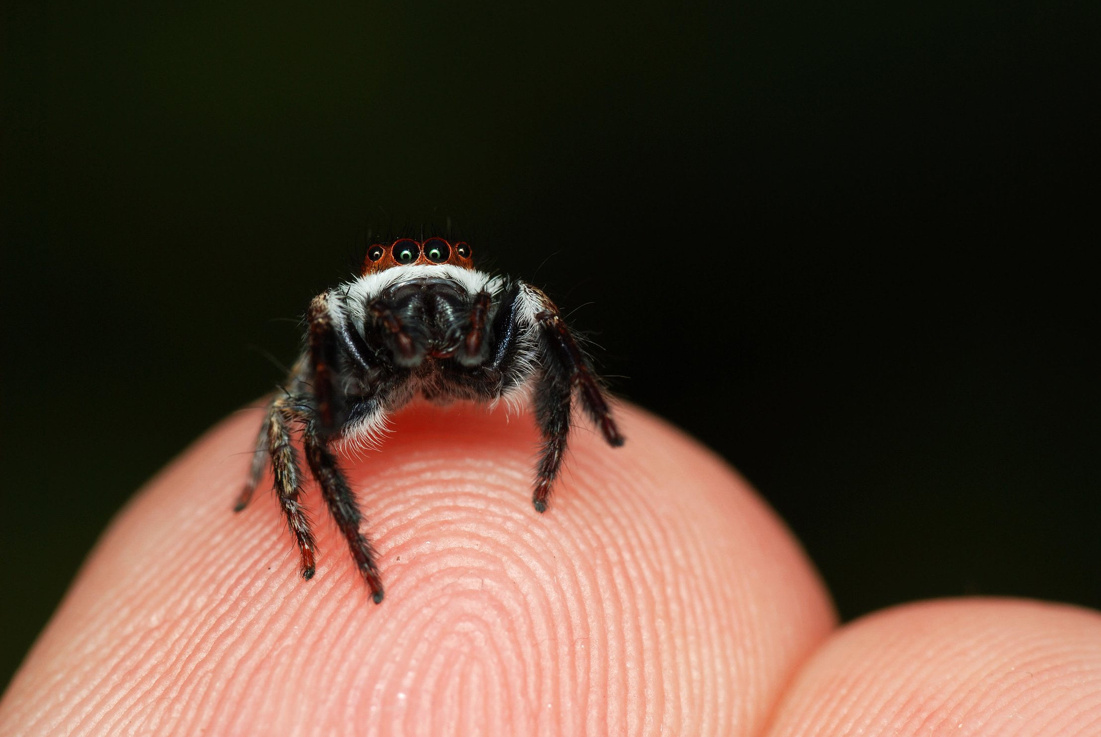 Wallpaper #wWeM-5IBSpphPi3-WJSY170 Pet Jumping Spider Everything You Need to Know to Care for One