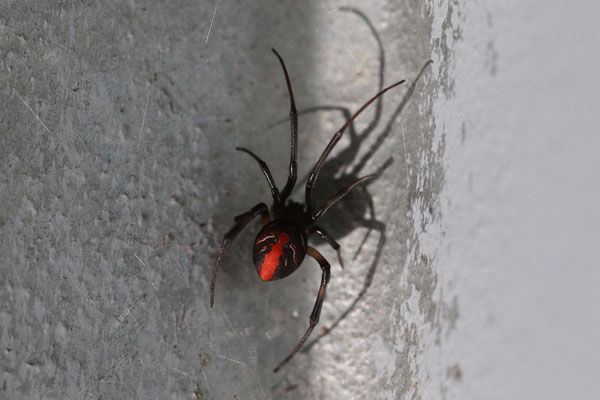 Wallpaper #0py84pIBZHQxiYarPcGv233 Why Do Spiders Like Weep Holes and How Can You Stop Them Accessing