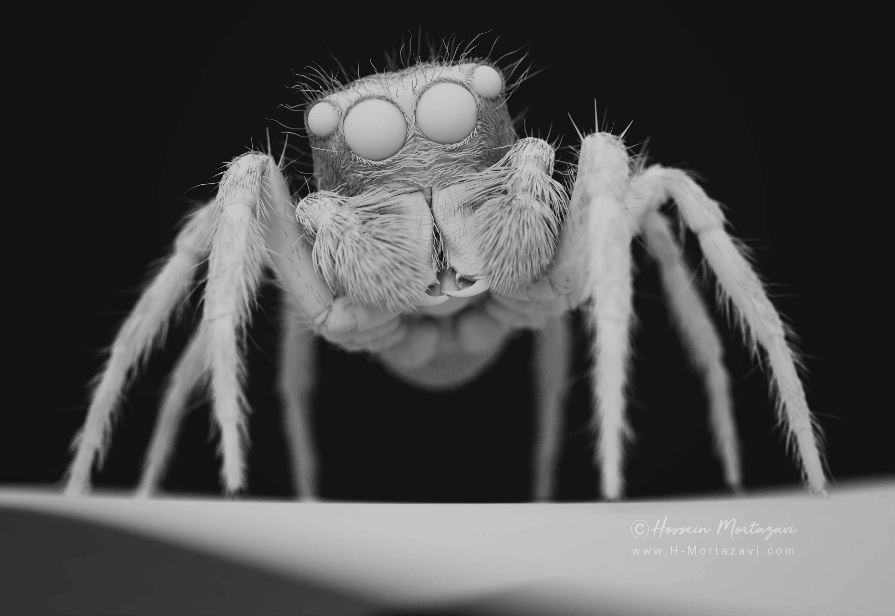 Wallpaper #e2dv9JIBSpphPi3-JXru324 Jumping Spider Zbrushcentral