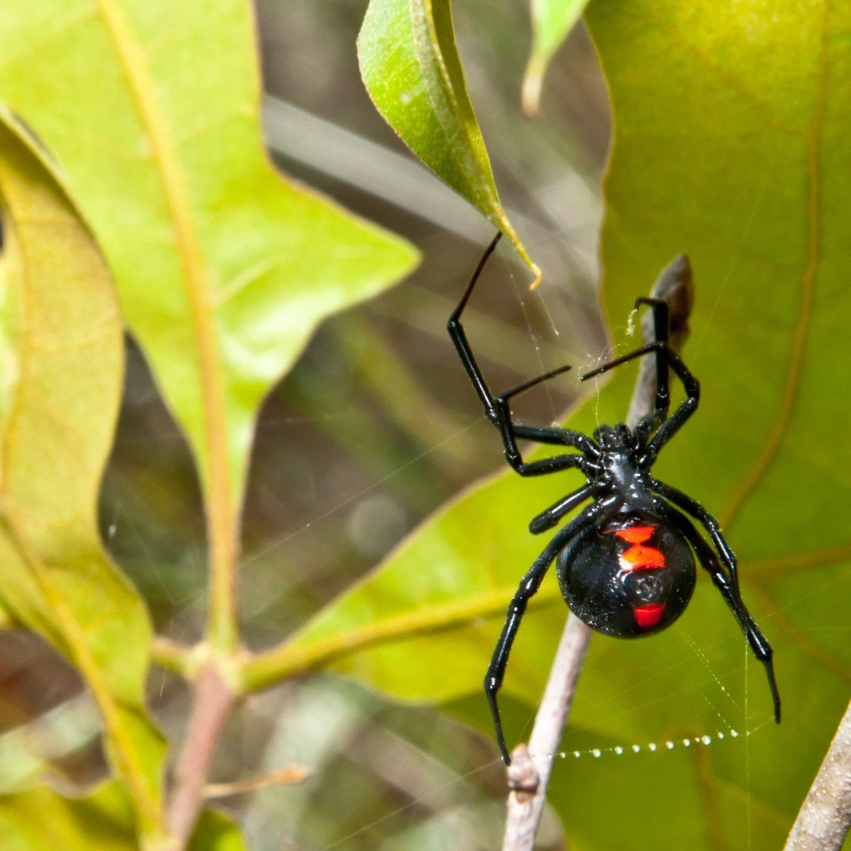 Wallpaper #5vQUOpMBKFX8bn3rPHdj152 Black Widow Latrodectus Spider Photos Thriftyfun