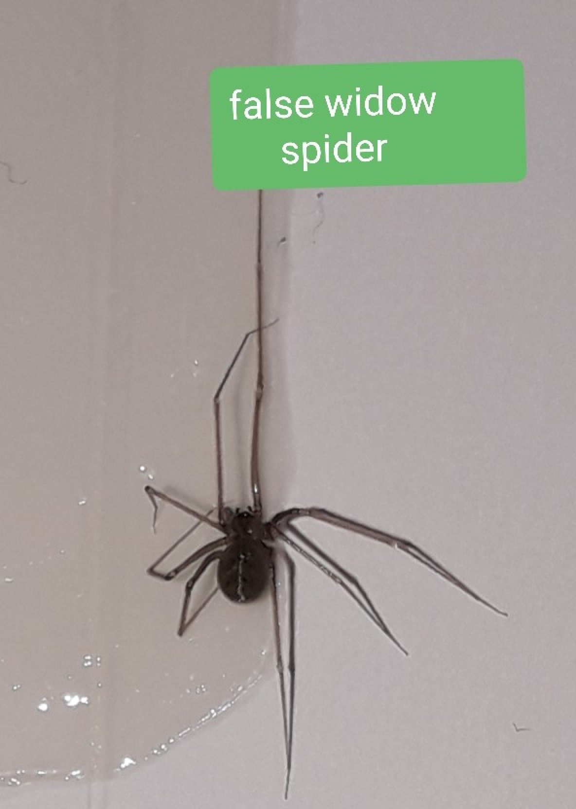 Wallpaper #dmevDpMBSpphPi3-H-tz408 Identifying Spiders Thriftyfun