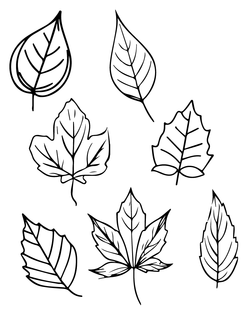Wallpaper #sZy14pIBZHQxiYarjMHJ415 Fall Leaves Line Art Coloring Page