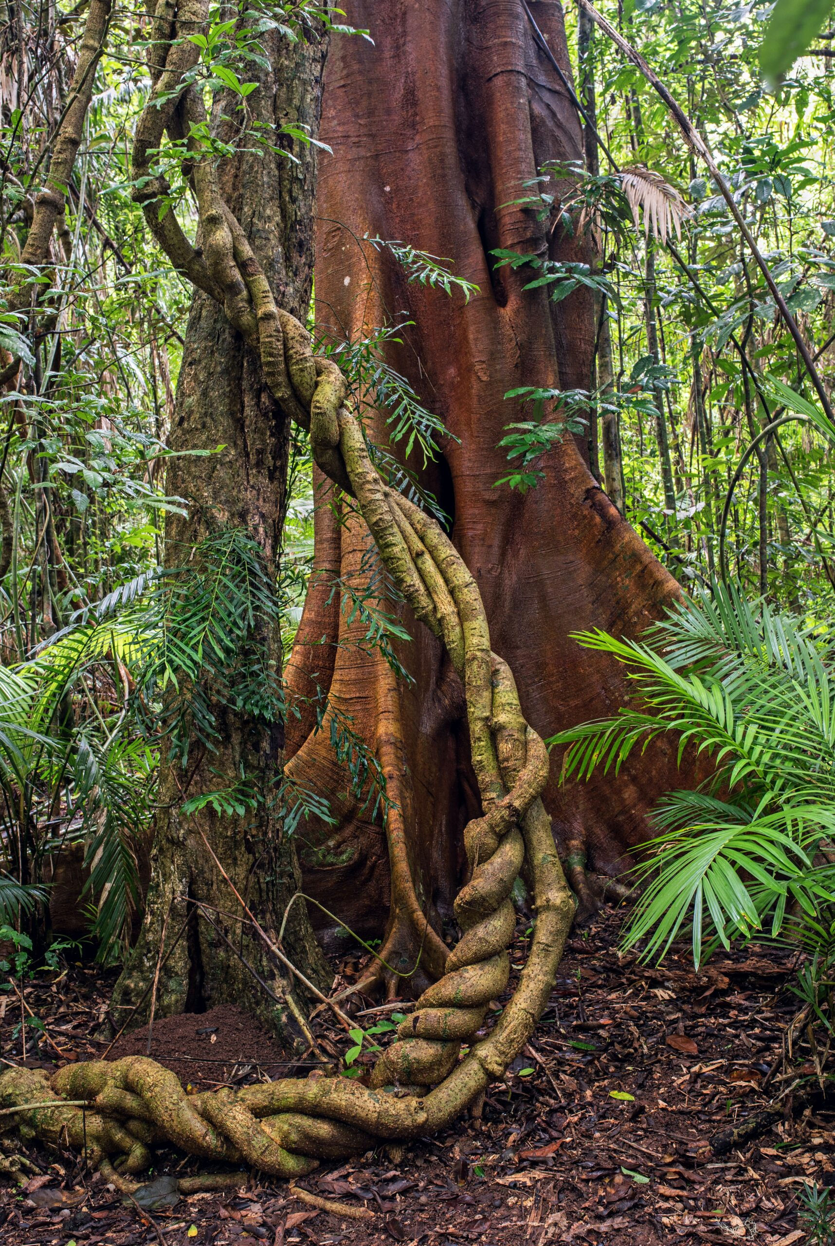 Wallpaper #9mdFCpMBSpphPi3-NNO0486 The Stranglers Parasitic Vines Pose a Risk to States Rainforests