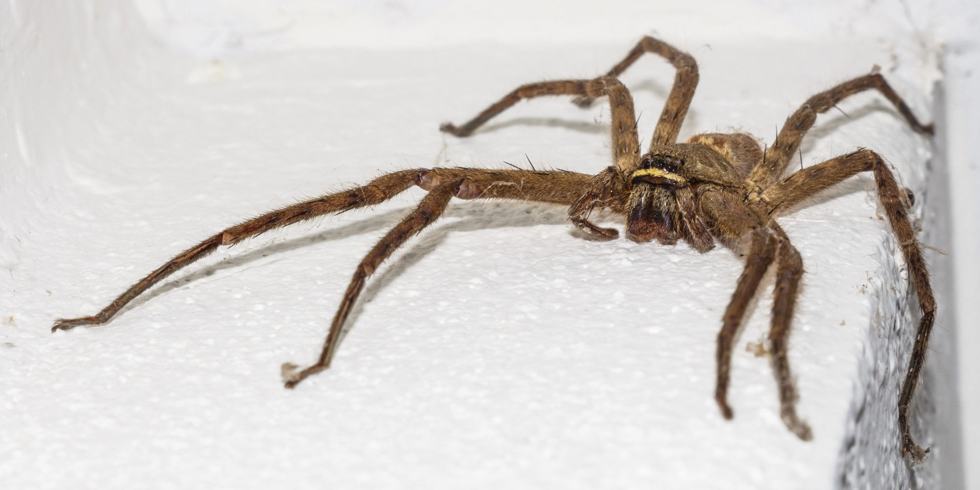 Wallpaper #ce6bd Giant Spider on the Ceiling of an Abandoned Psychiatric Hospital R