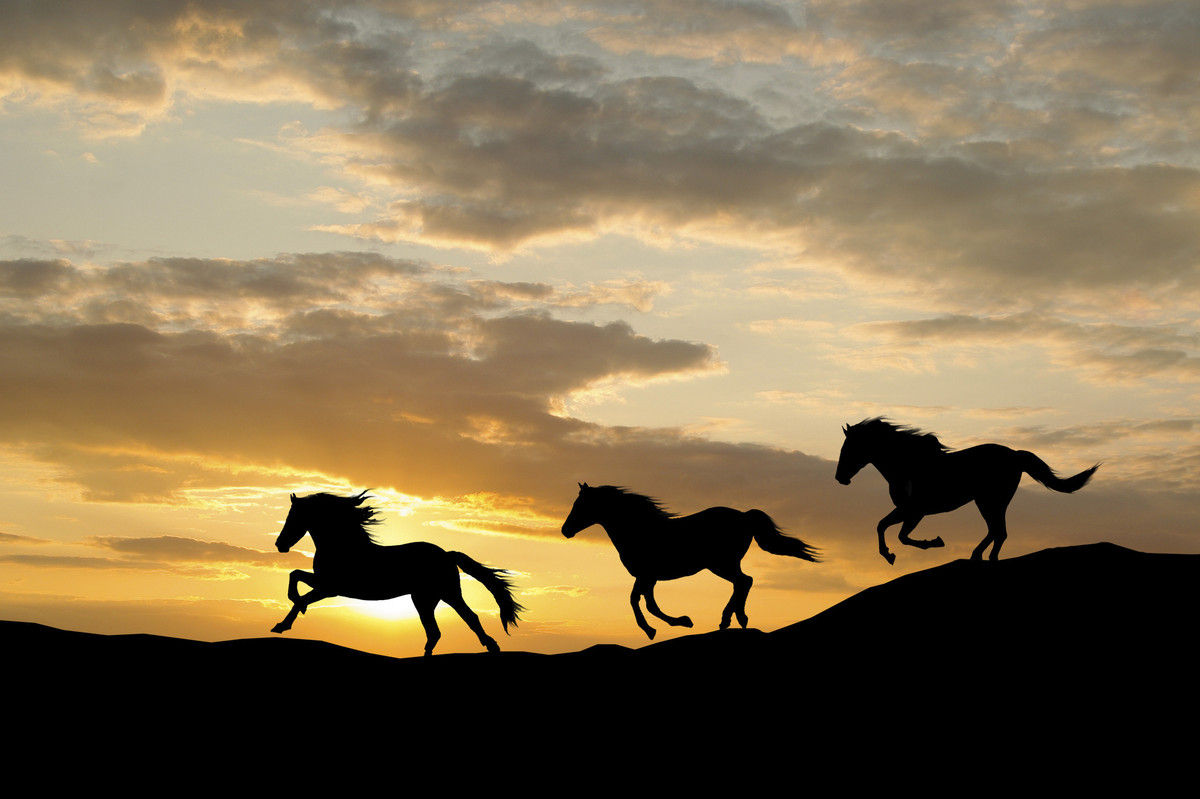 Wallpaper #MH1i8I4Bnwiau_P6ZAbp48 Mustang Horse Head Silhouette Logo Horse Head Simple Vector Elegant