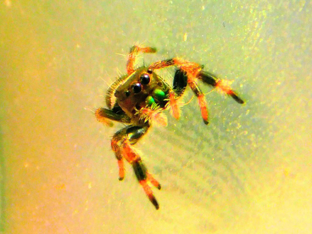 Wallpaper #e2dv9JIBSpphPi3-JXru151 This is Jellybean One of My Spider Slings He is the Largest Jumping