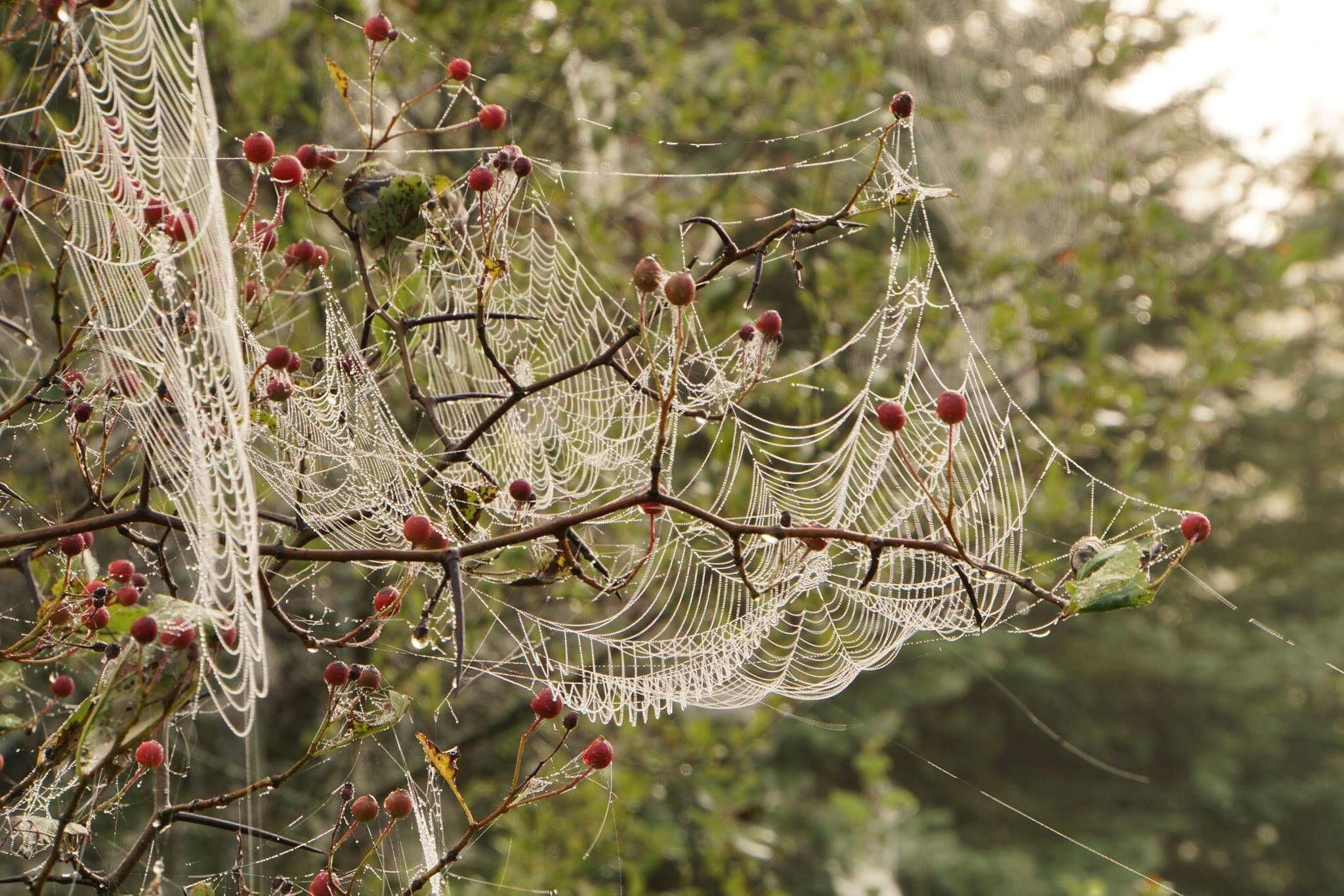 Wallpaper #P-bVMpMBA7IOc3WmdhKX248 This Whole Tree Was Covered in Beautiful Spider Webs All of Which Were