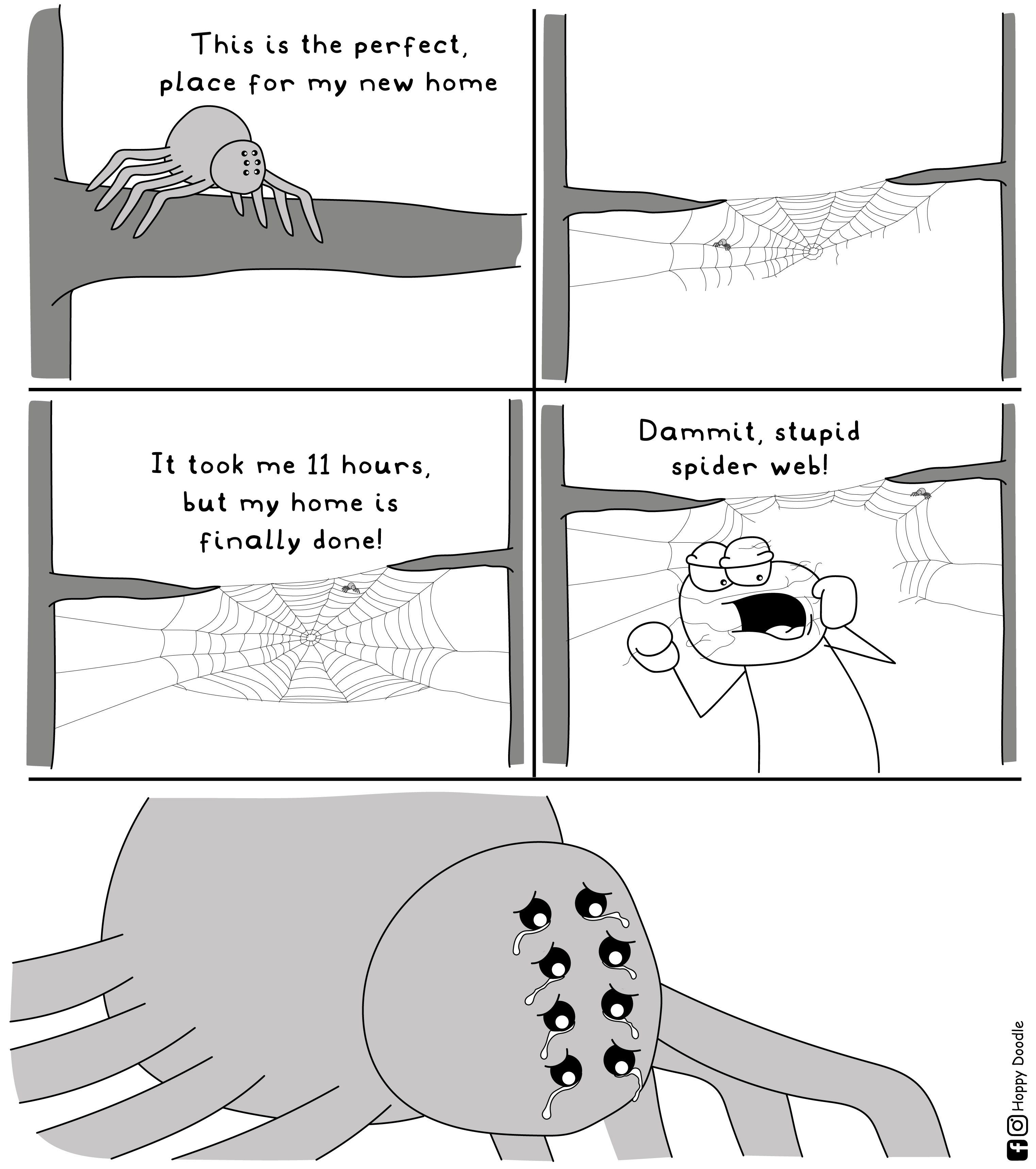 Wallpaper #zqkWiJcBxbDgA0Rl1O5S18 A Spiders Life Rfunny