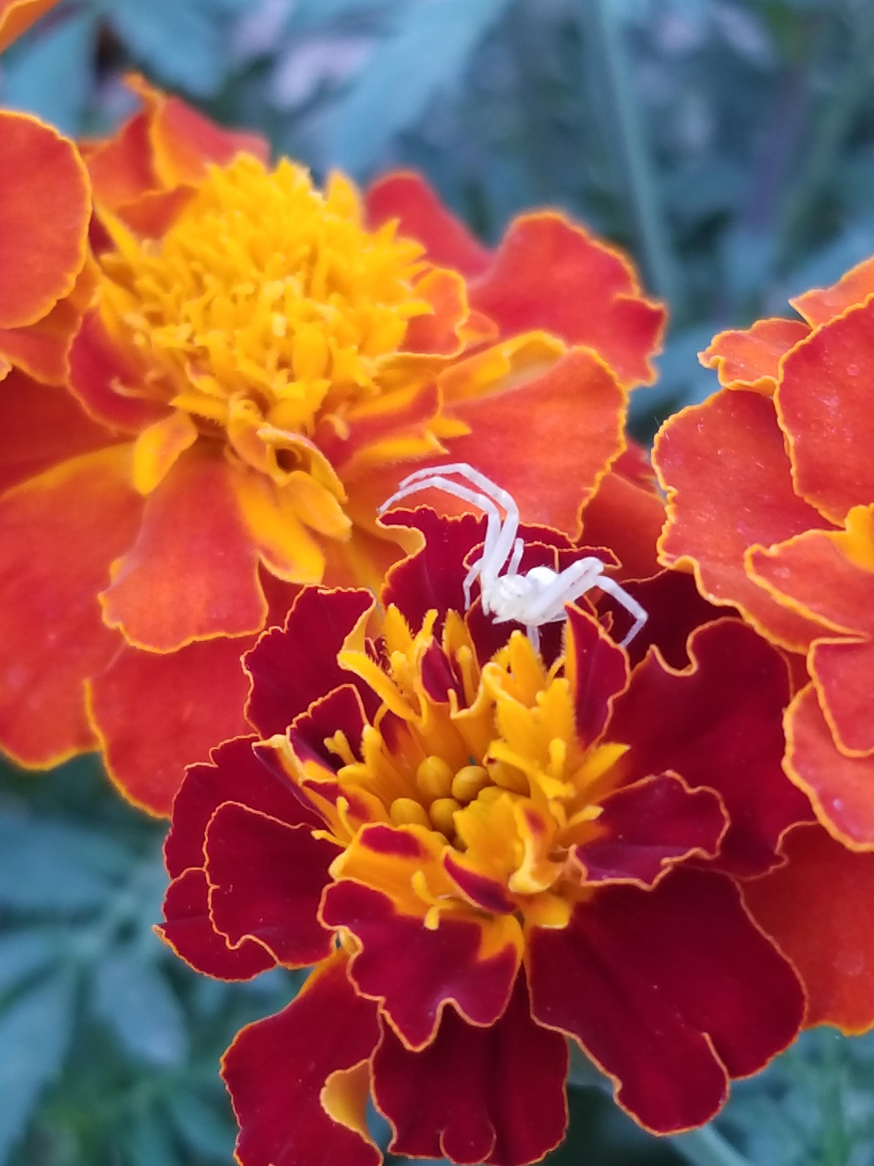 Wallpaper #g_RLOZMBKFX8bn3rLHYG357 Albinoclearghost Spider on a Marigold Rspiders