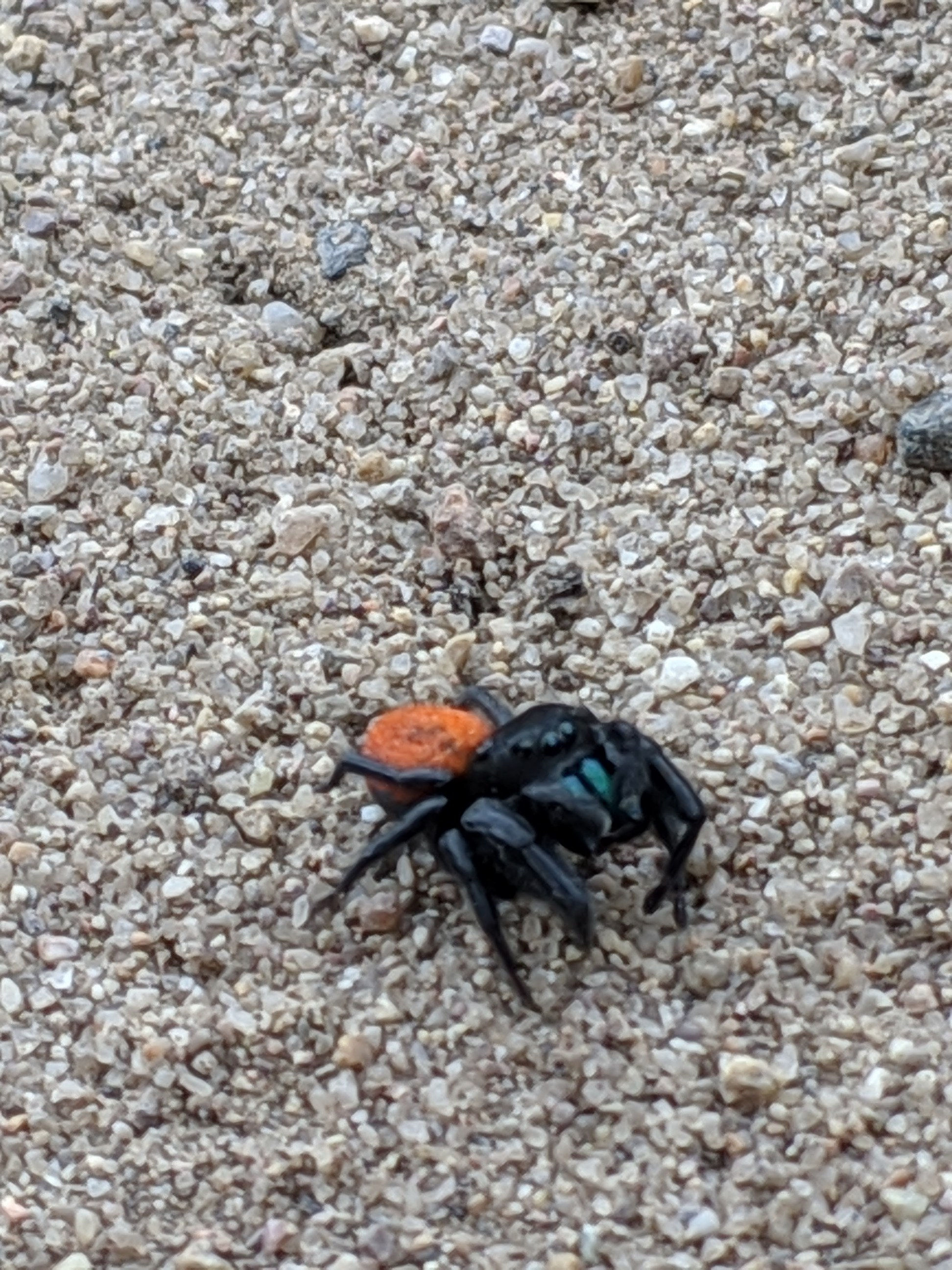 Wallpaper #e2dv9JIBSpphPi3-JXru189 Anybody Know the Name for This Guy is the Biggest Jumping Spider Ive