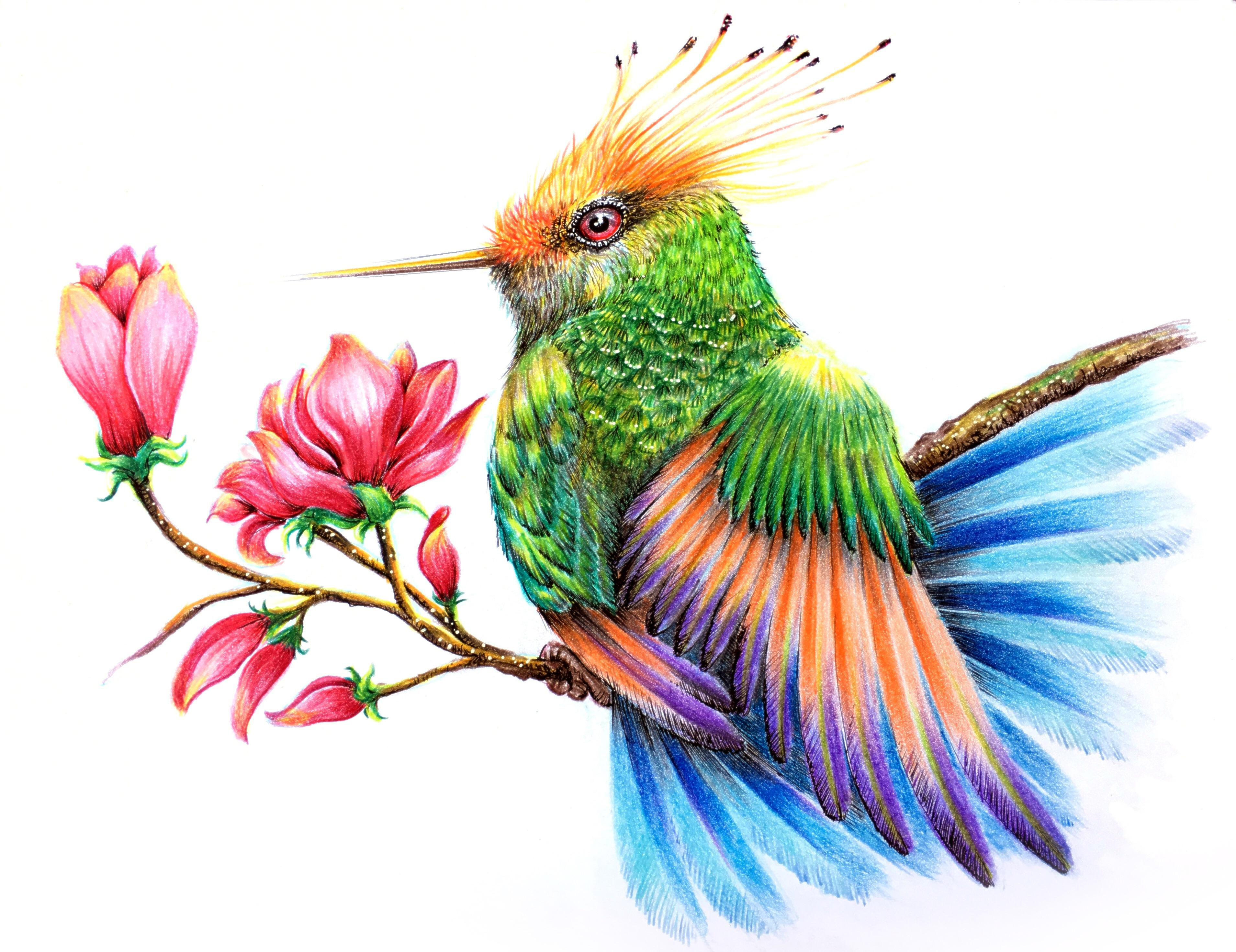 Wallpaper #OBqEUJMB1yWOL4qgwYA7225 Color Pencil Sketch Drawing Analysismine